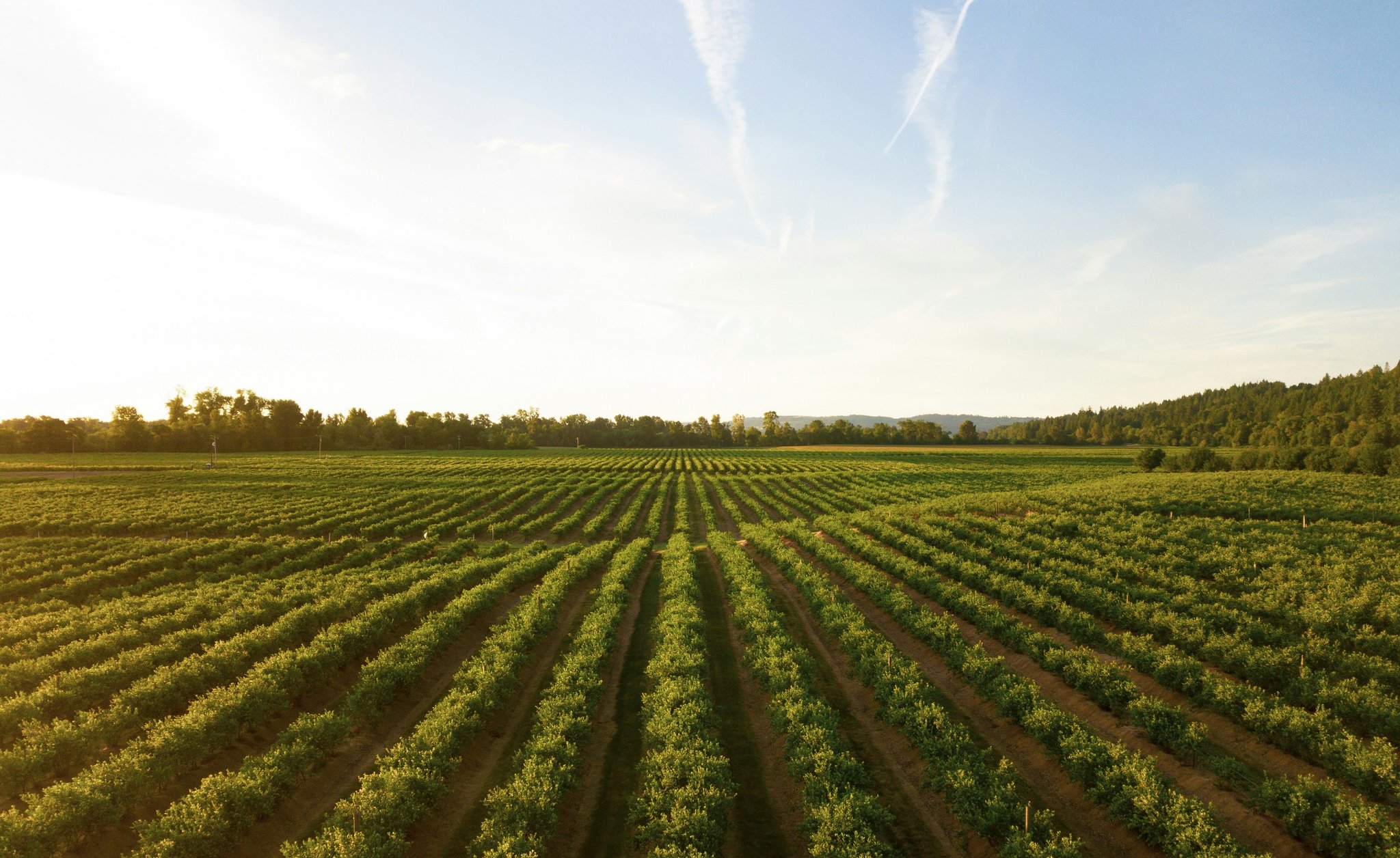 Farm field
