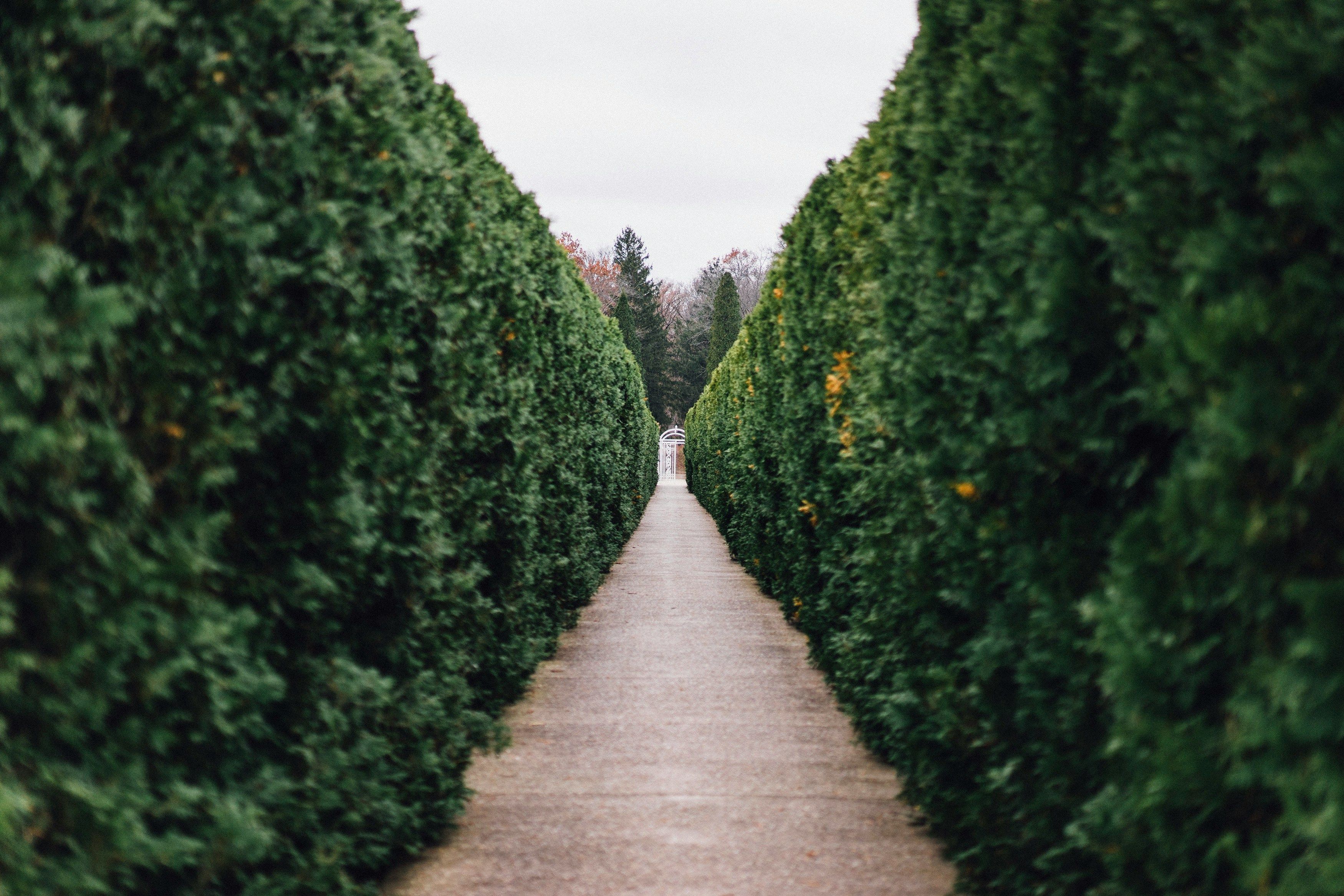 Hedges
