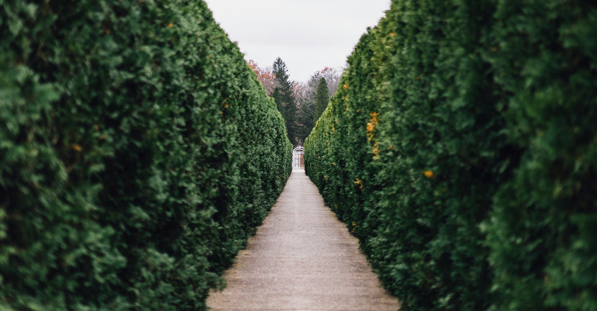 Hedges