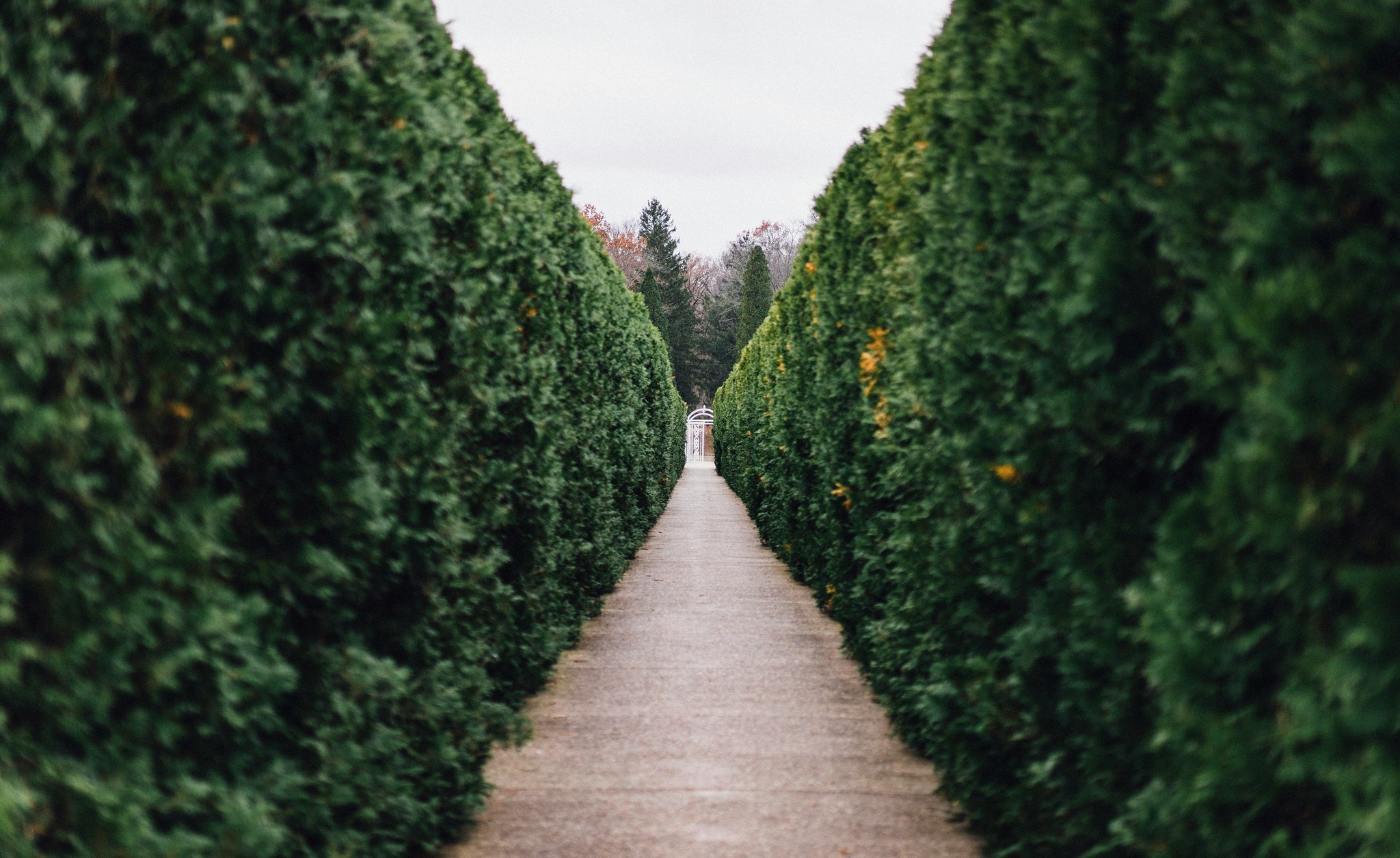 Hedges