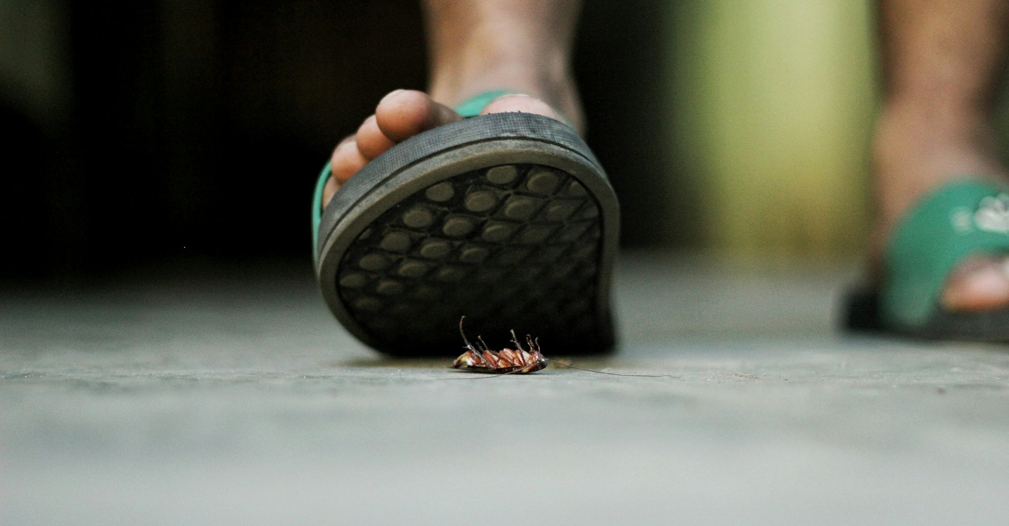 Stepping on a cockroach