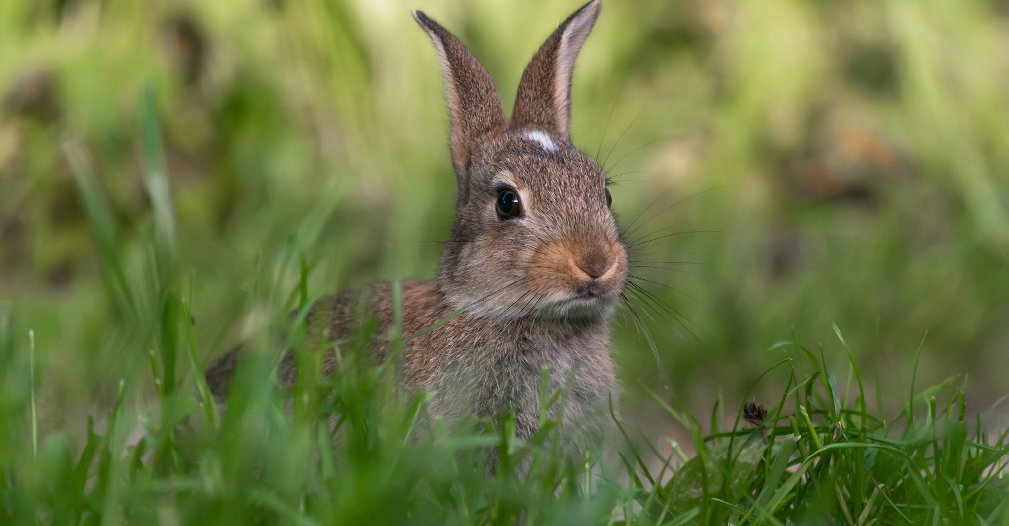 Rabbit listening