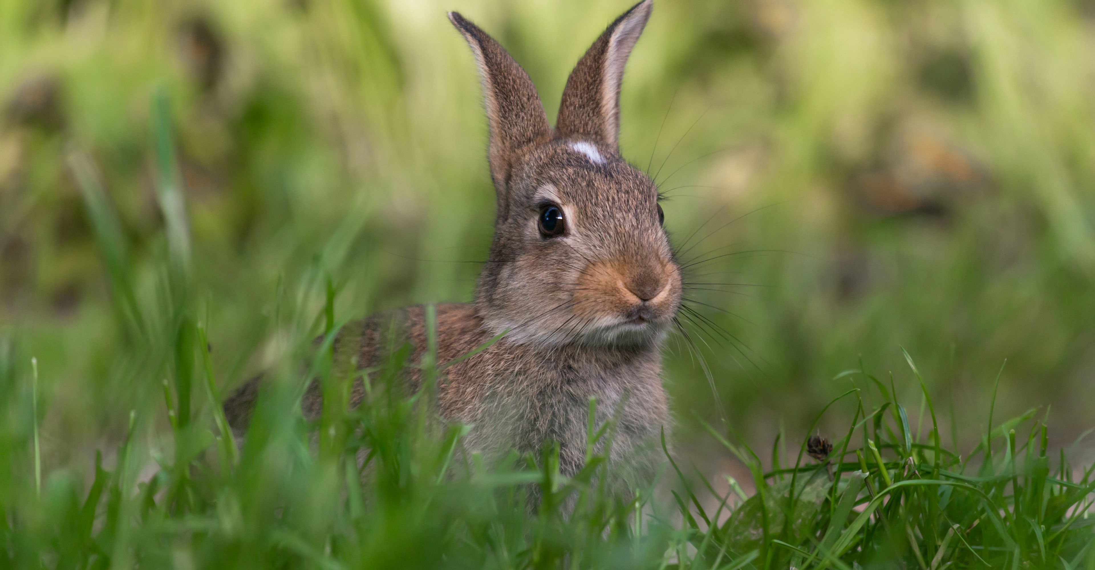 Rabbit listening