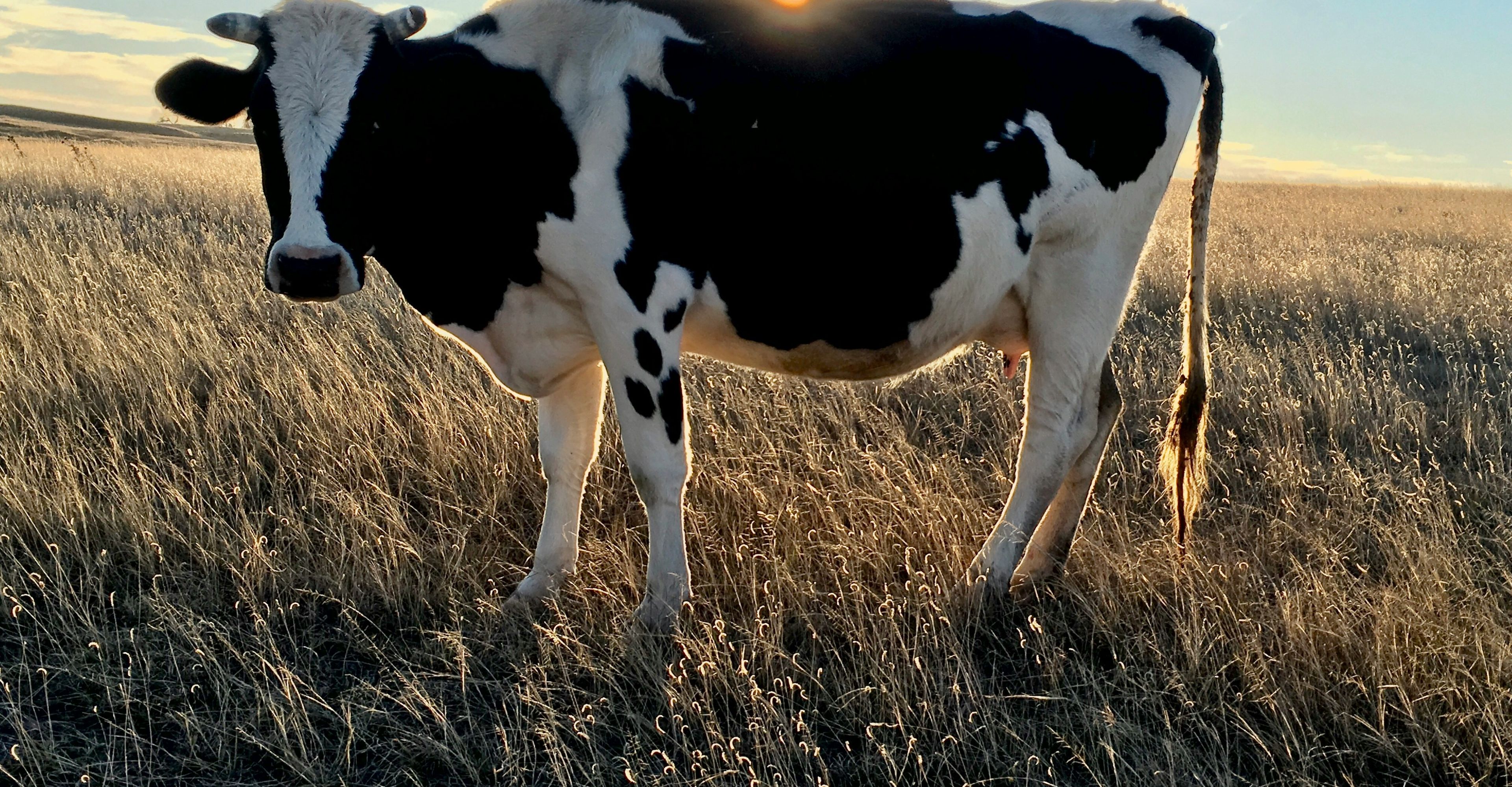 Cow