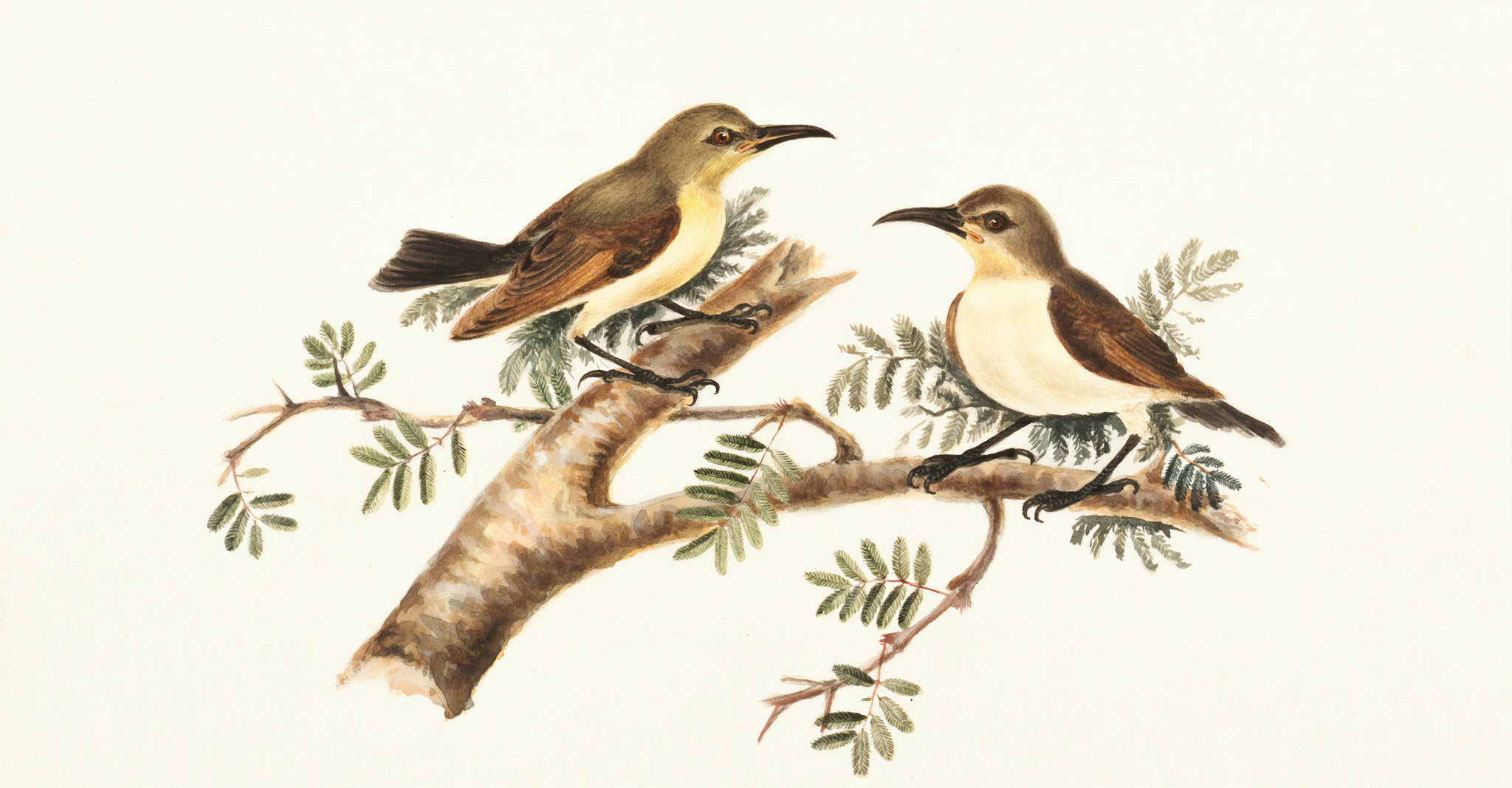 Two birds on a stick representing the dividend ETFs