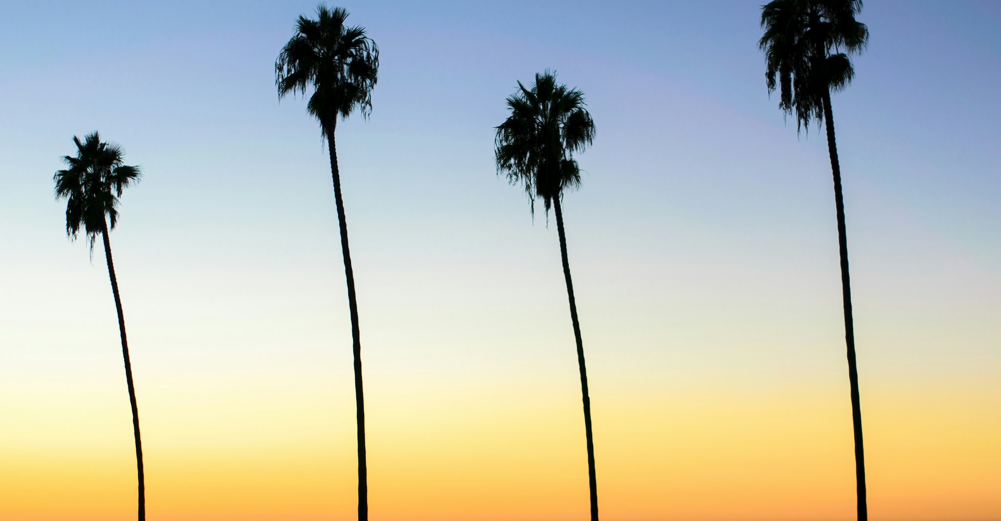 Four palm trees representing the quadfecta