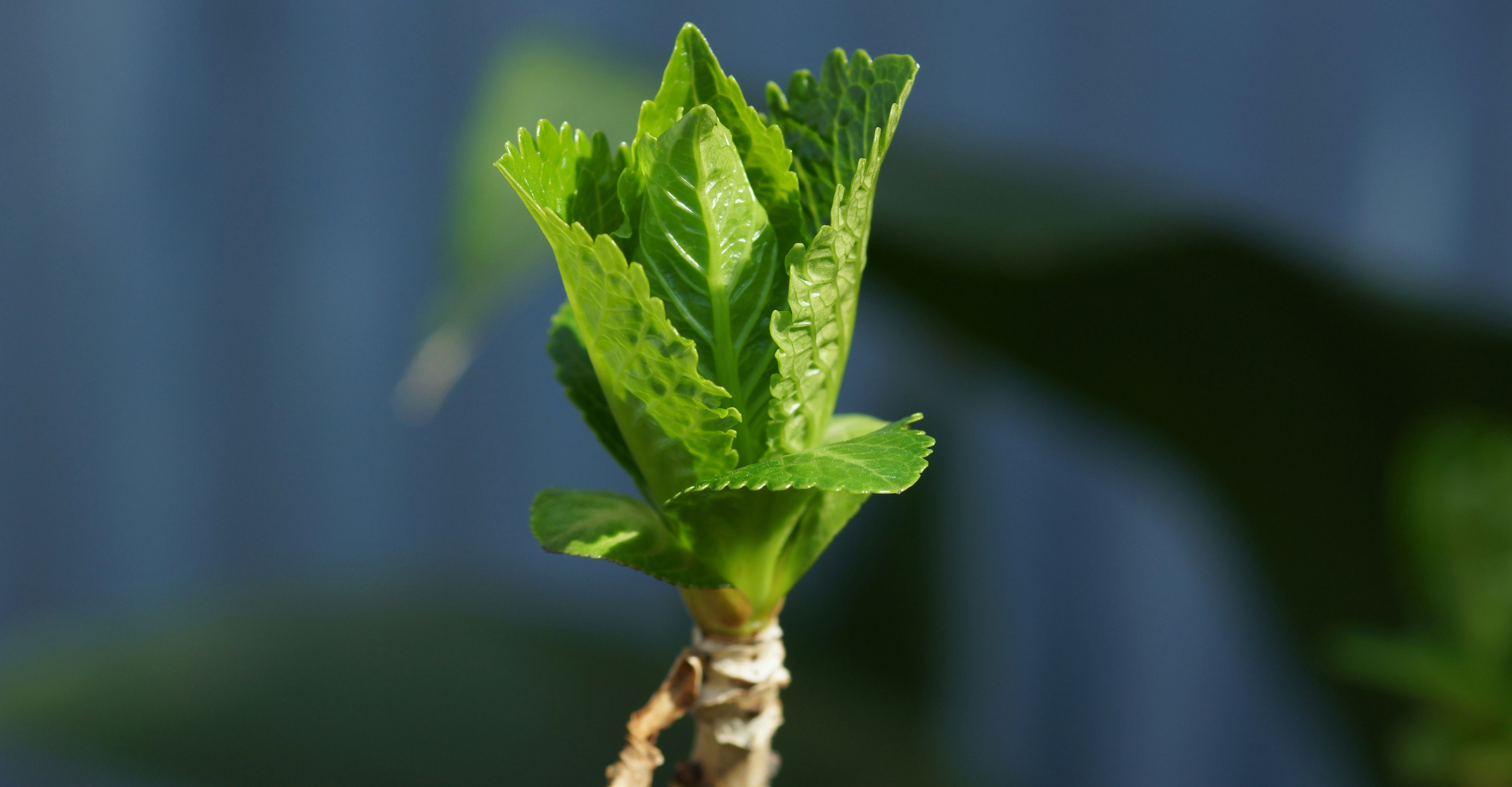 A plant growing