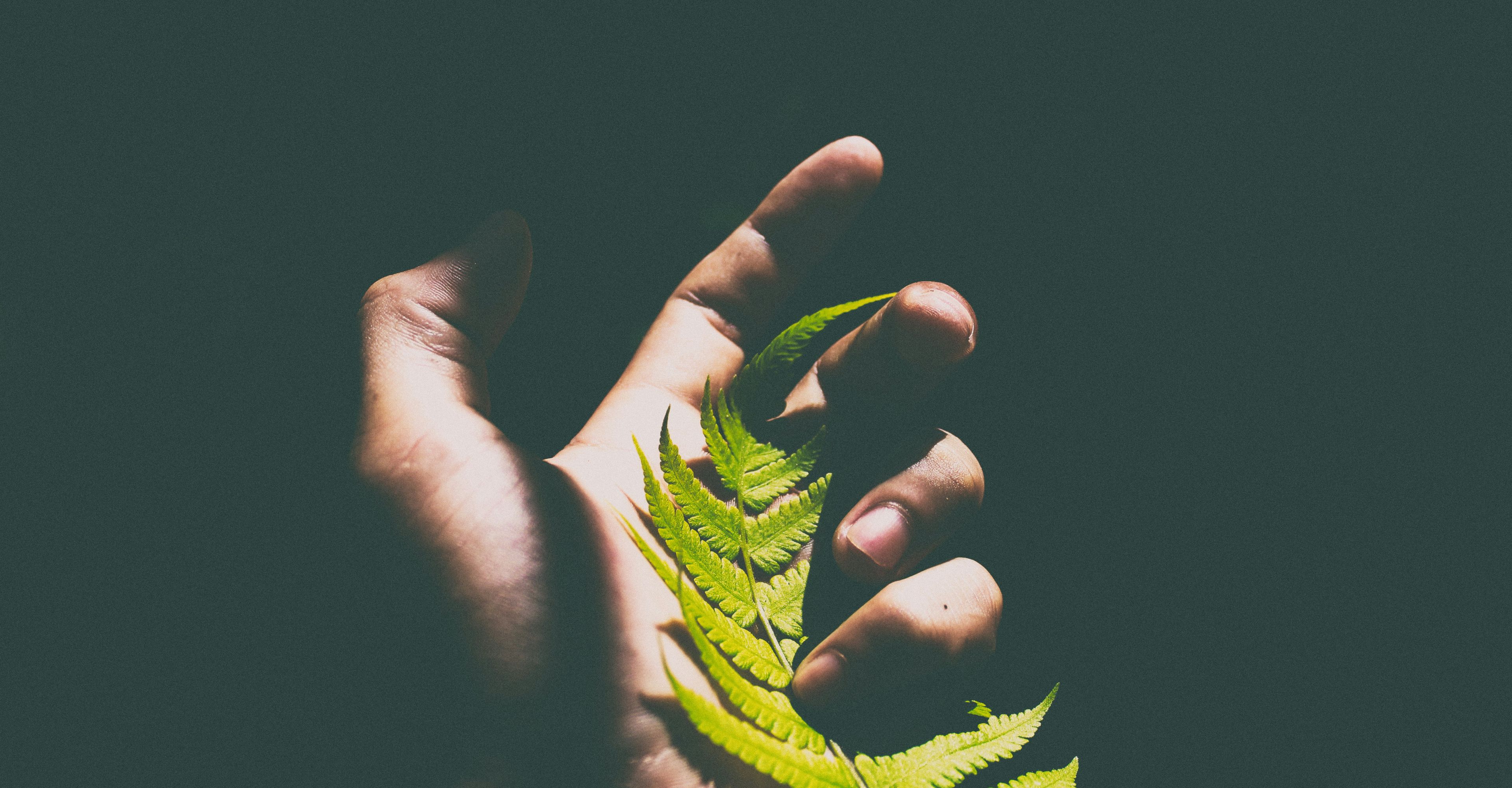 Hand holding a leaf