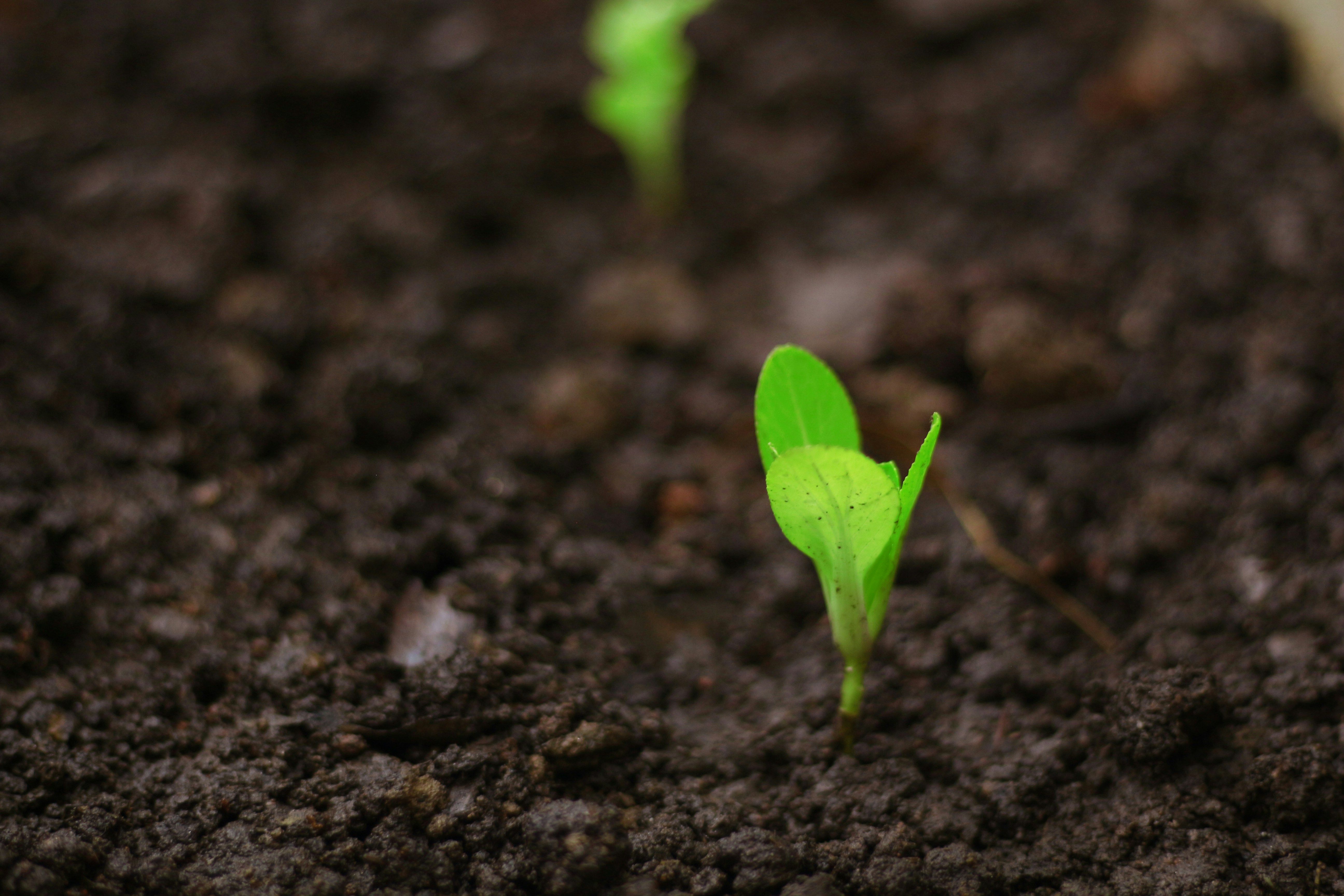 Growing plant representing growing income