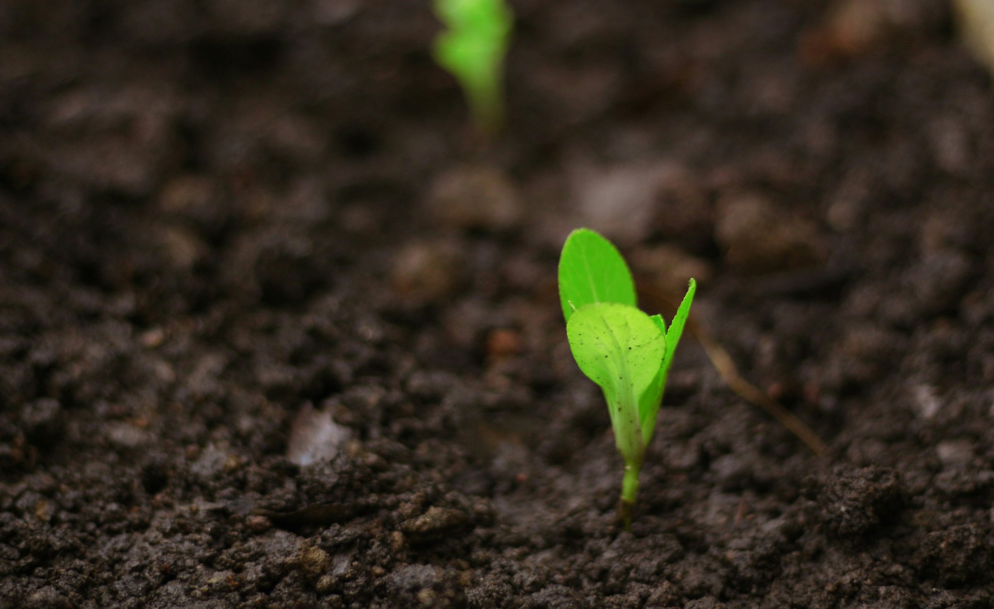 Growing plant representing growing income