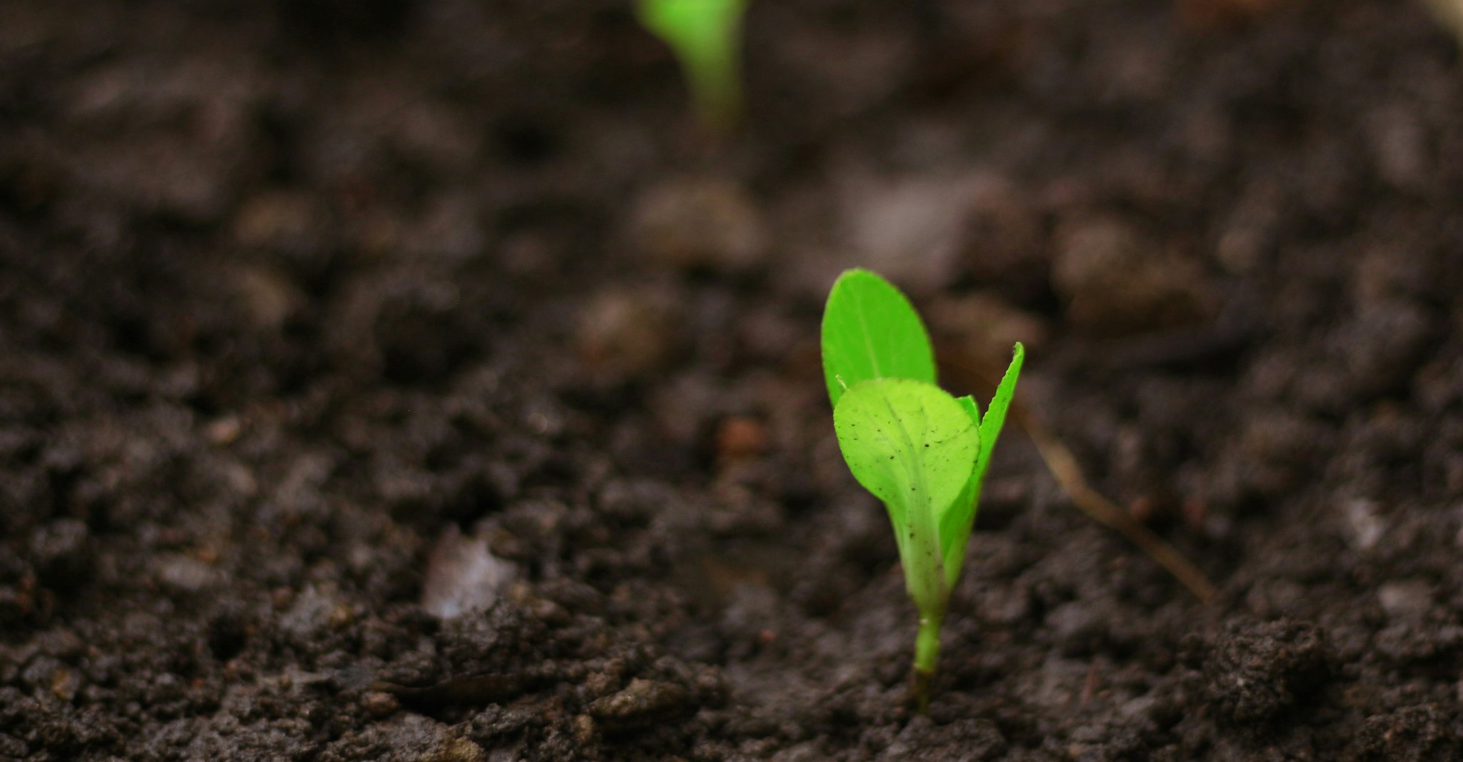 Growing plant representing growing income