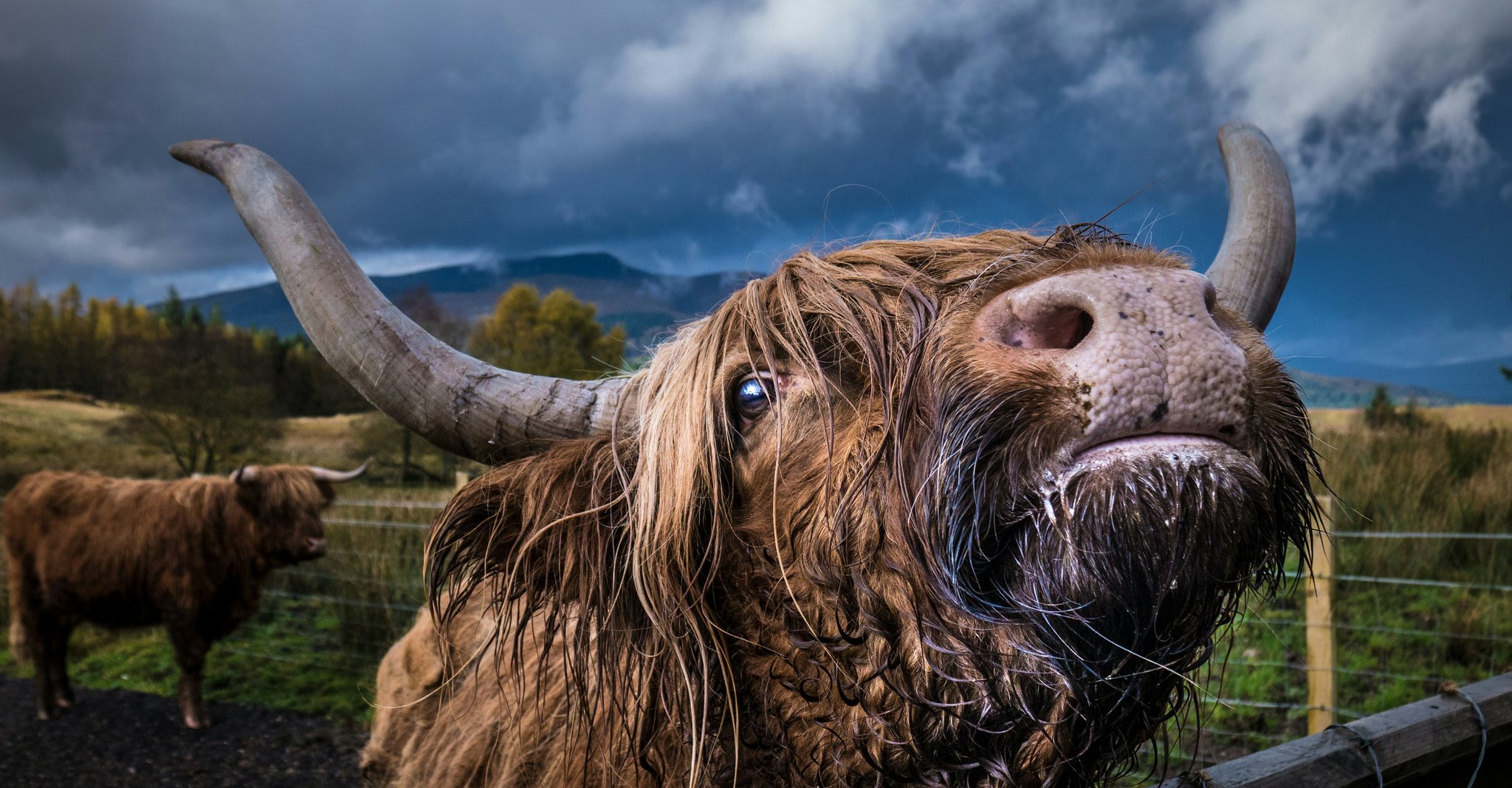 Cow representing weird