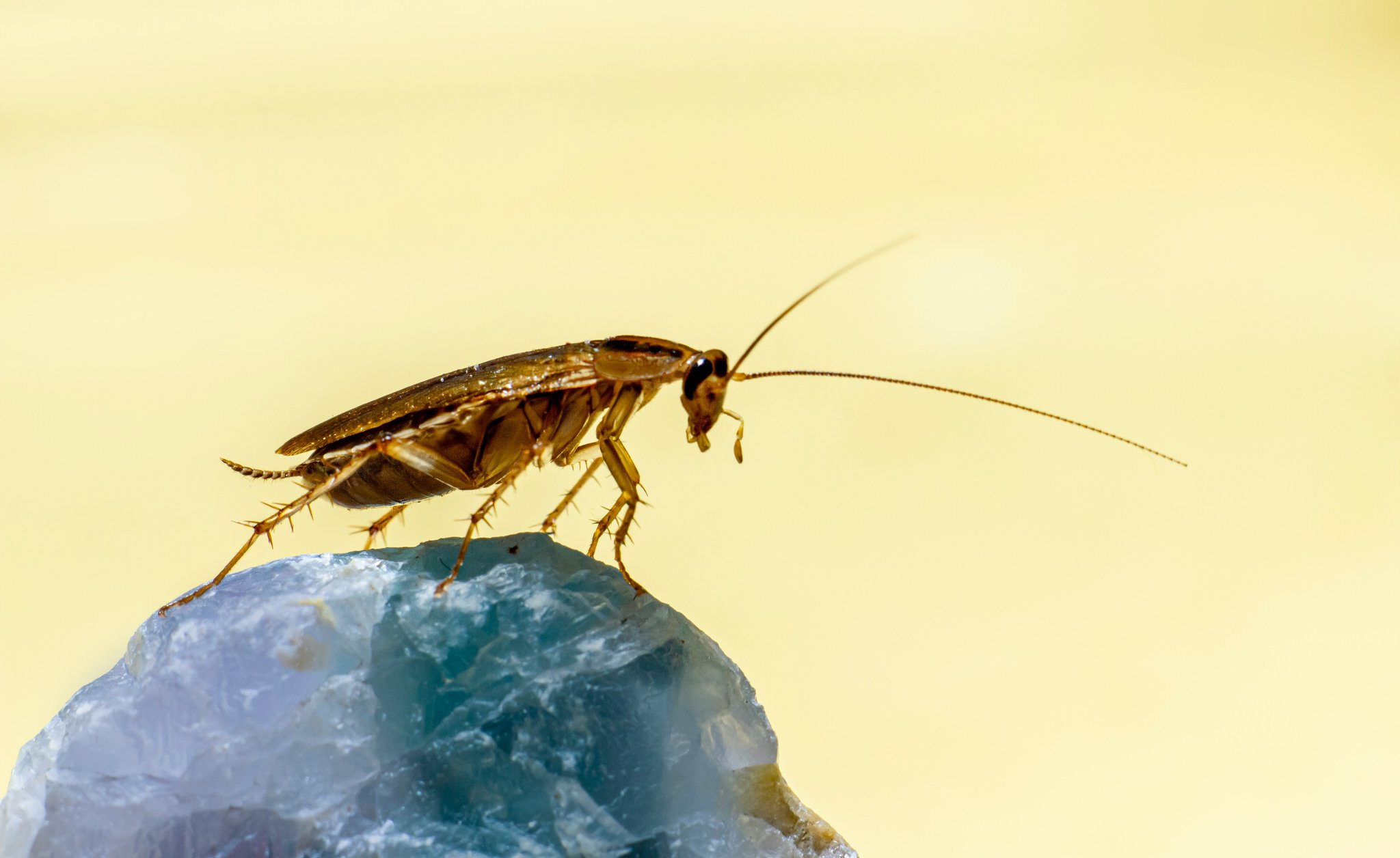 Cockroach on a rock
