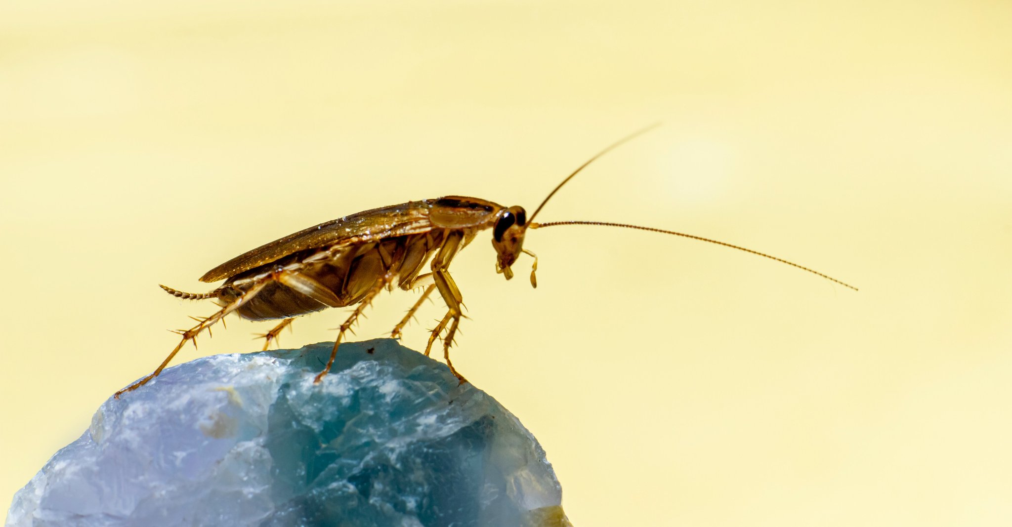 Cockroach on a rock