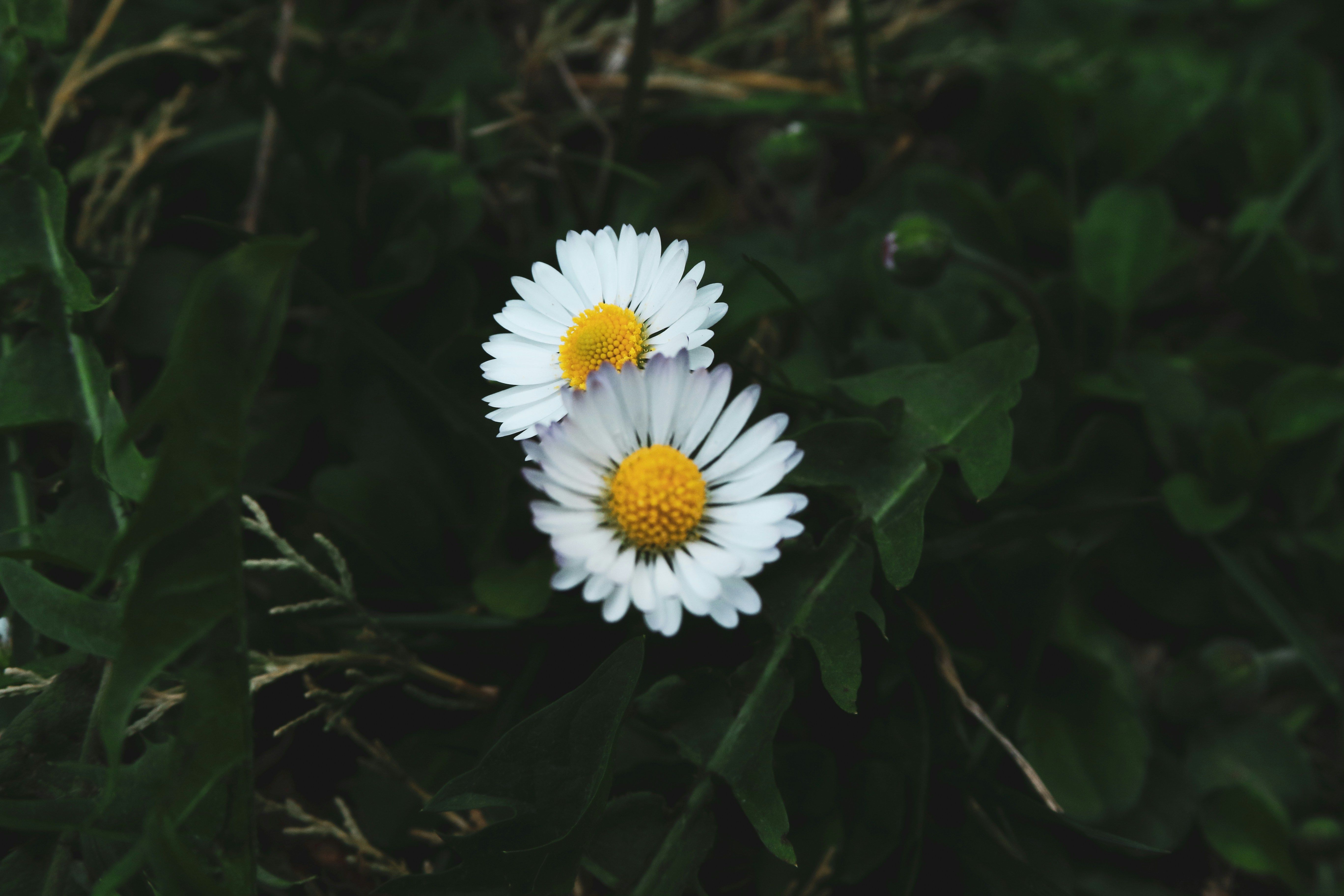 Two flowers blooming representing the two Canadian ETFs