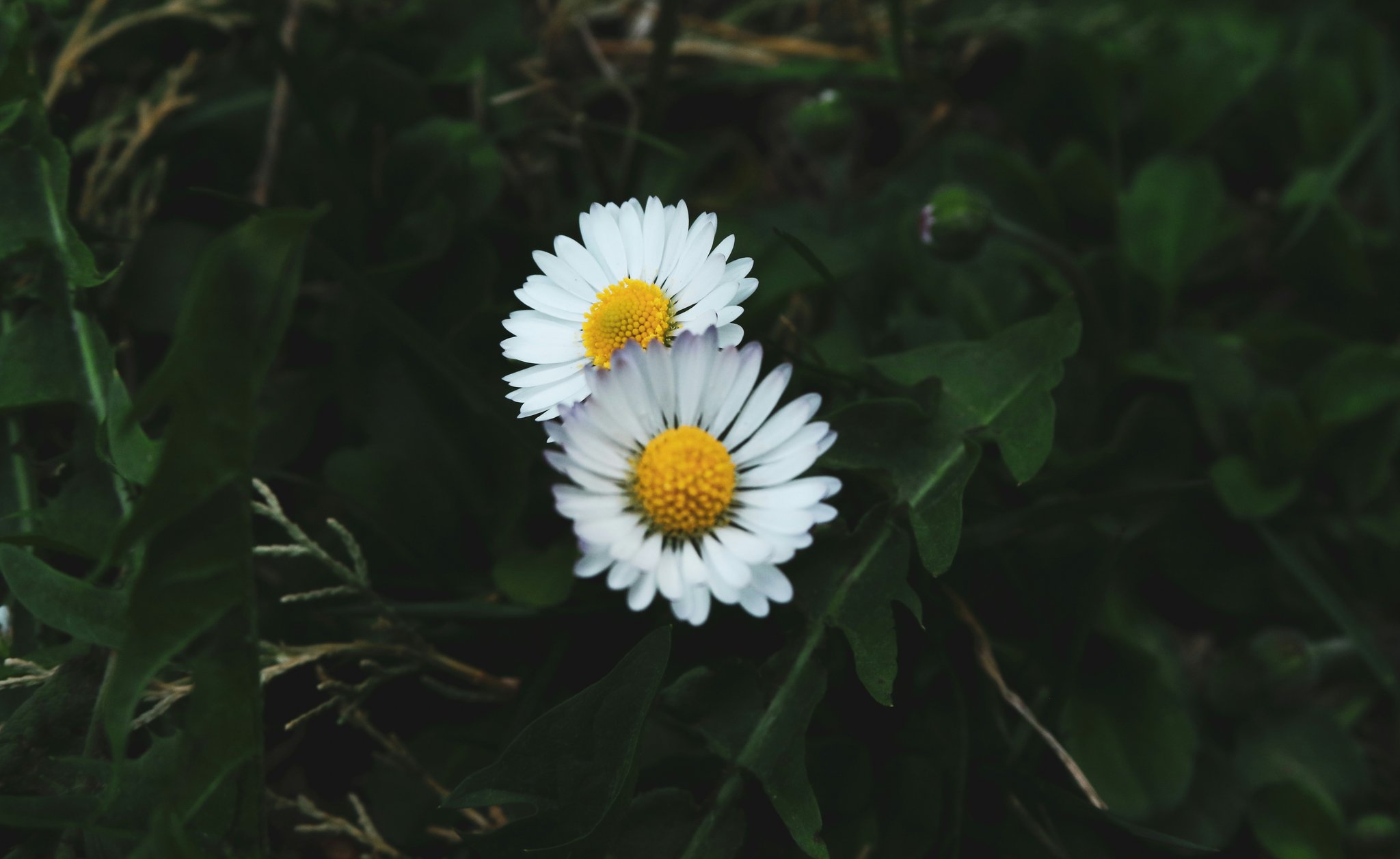 Two flowers blooming representing the two Canadian ETFs