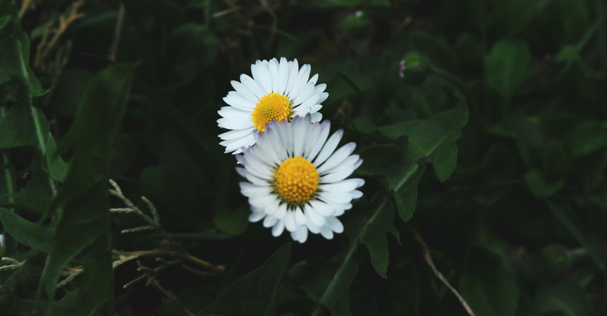 Two flowers blooming representing the two Canadian ETFs