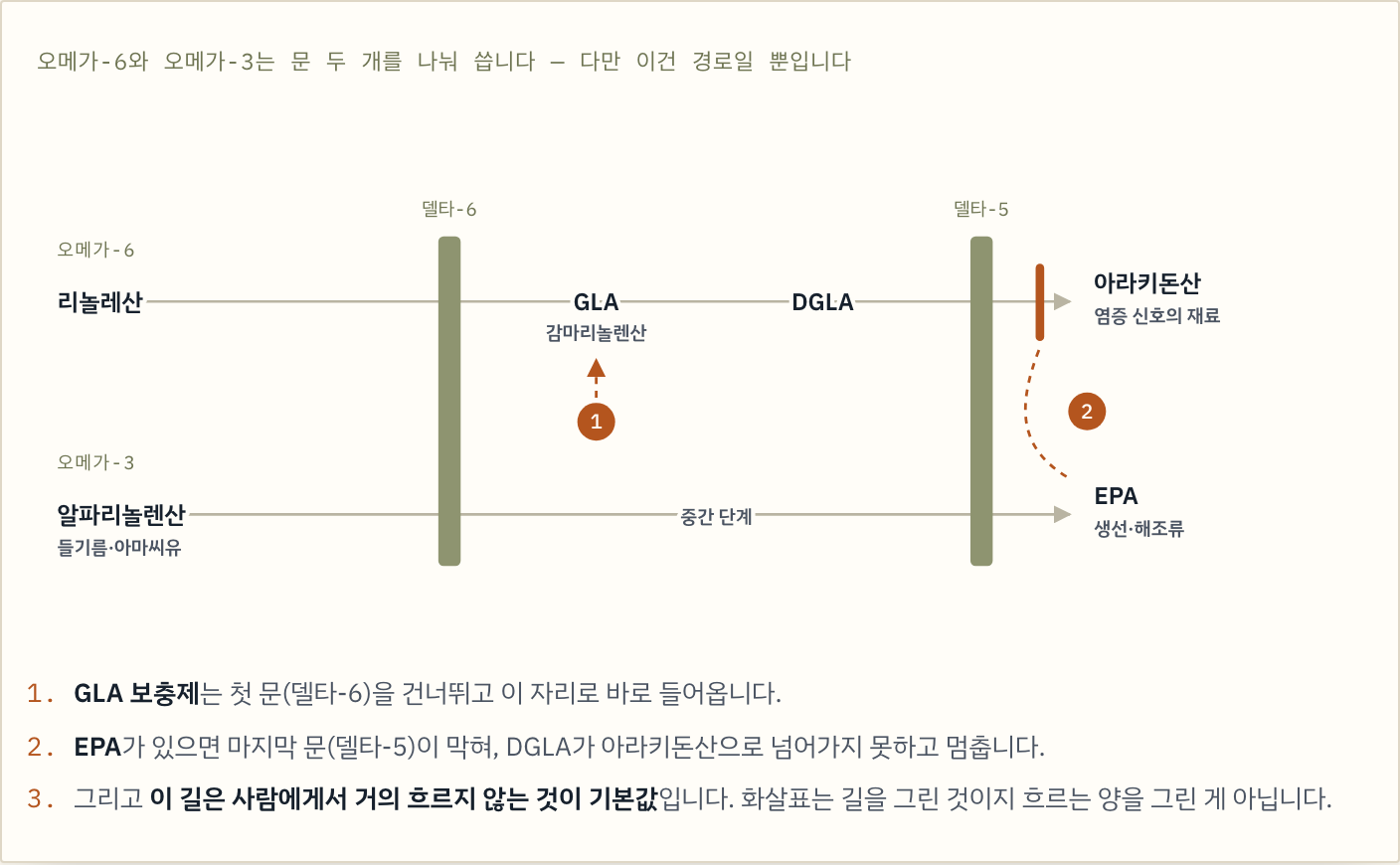 오메가-6와 오메가-3는 문 두 개를 나눠 씁니다 — 리놀레산은 델타-6를 지나 GLA·DGLA가 되고 델타-5를 지나 아라키돈산이 됩니다. 알파리놀렌산은 같은 두 문을 지나 EPA가 됩니다. GLA 보충제는 첫 문을 건너뛰어 들어오고, EPA가 있으면 마지막 문이 막혀 DGLA에서 멈춥니다. 다만 이 길은 사람에게서 거의 흐르지 않는 것이 기본값입니다.