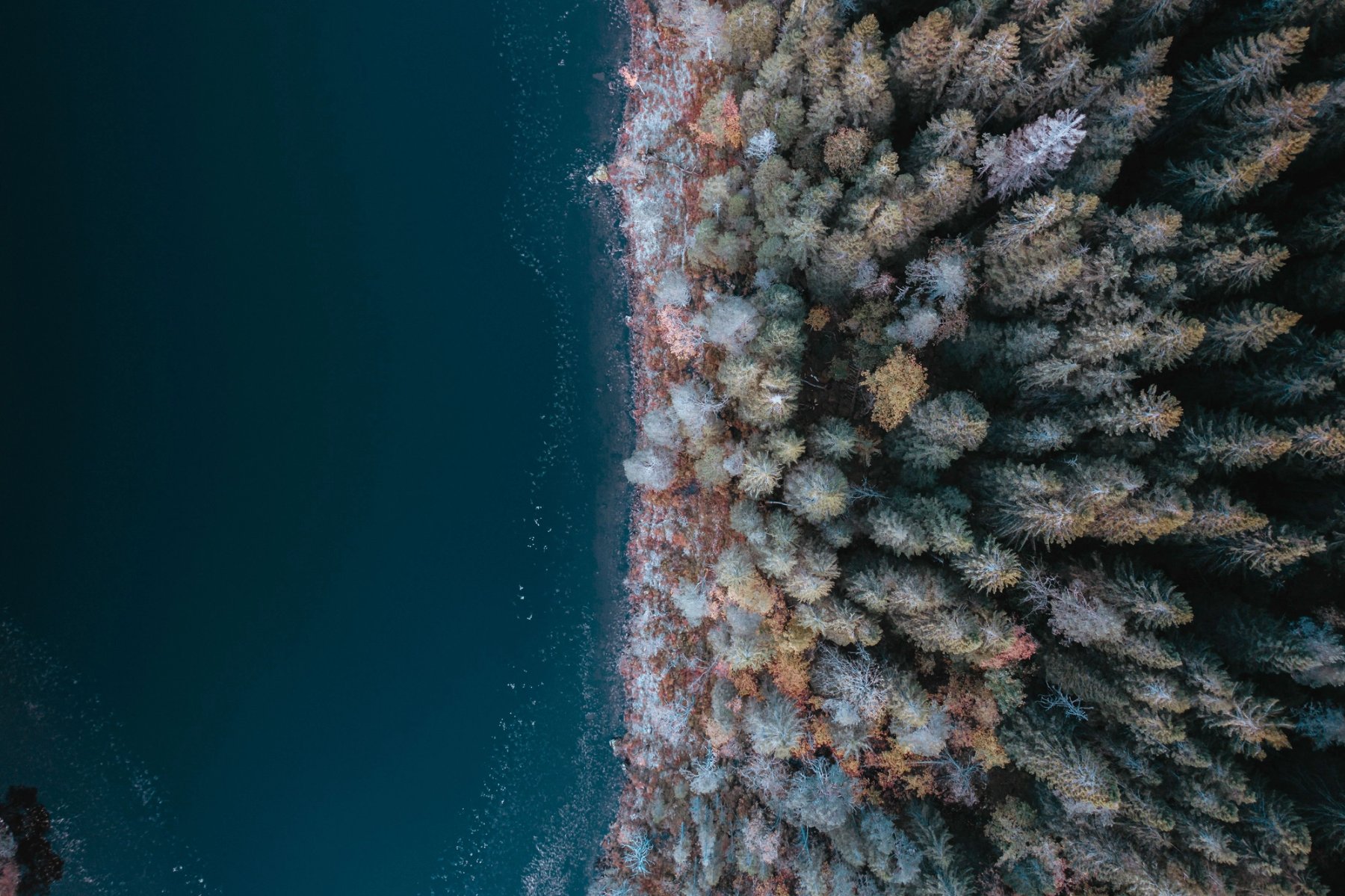 Aerial view of lake meeting forest shoreline