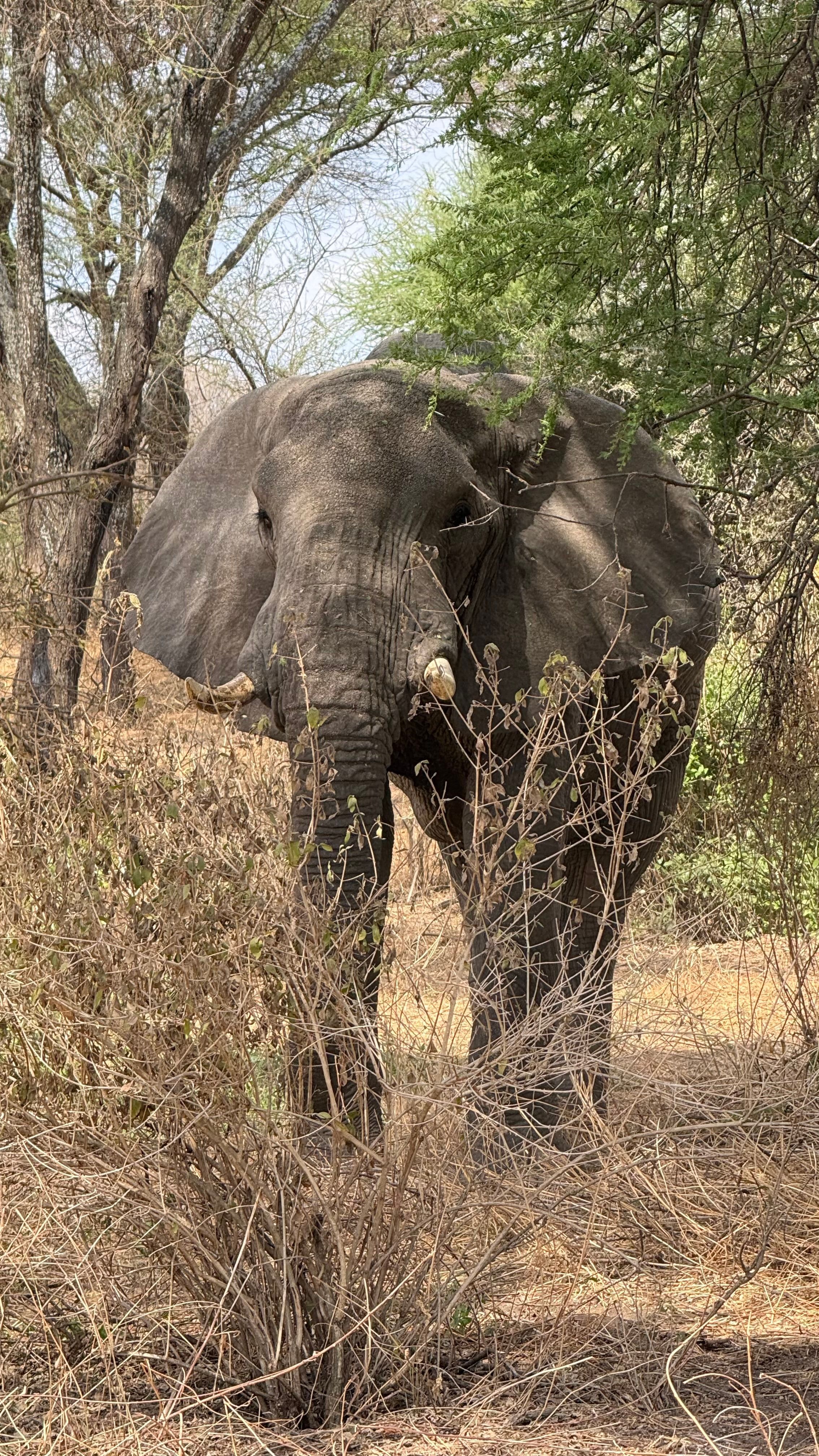 Elefante entre os arbustos, em Tarangire.