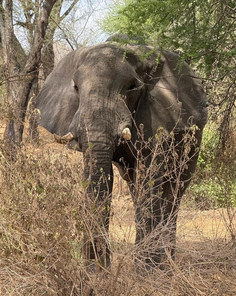 Elefante entre os arbustos, em Tarangire.