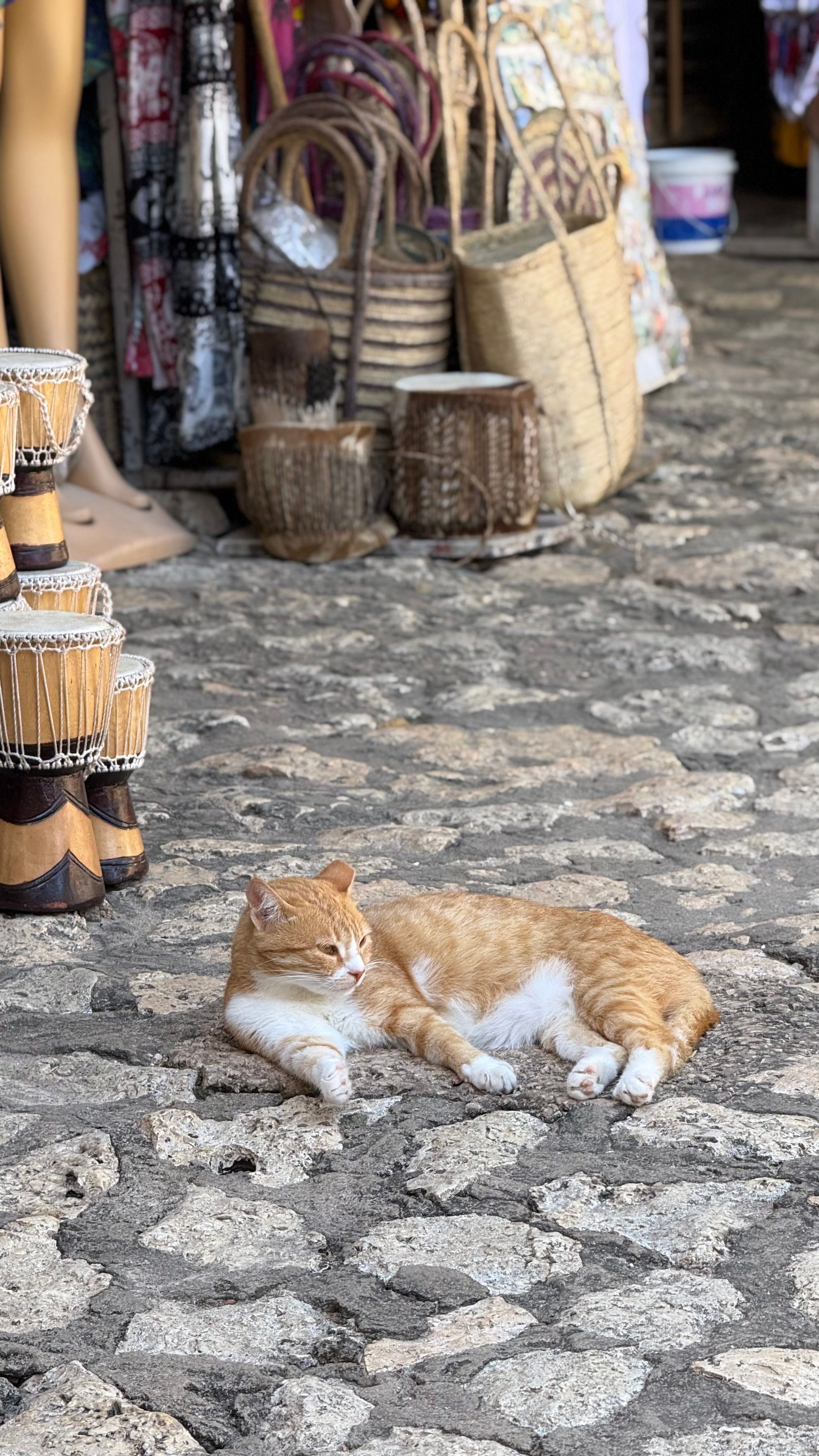 Um gato deitado entre bancas de artesanato.