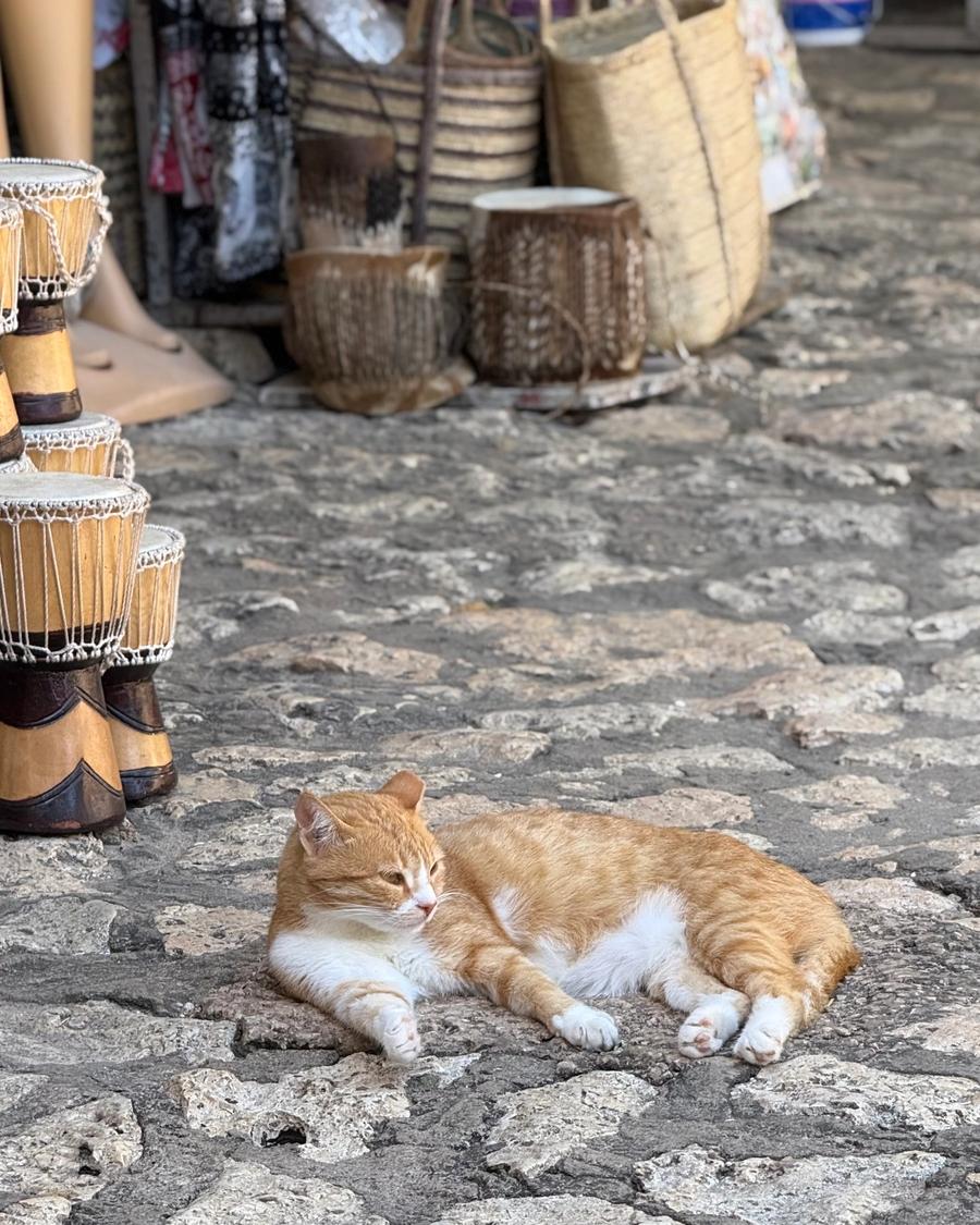 Um gato deitado entre bancas de artesanato.