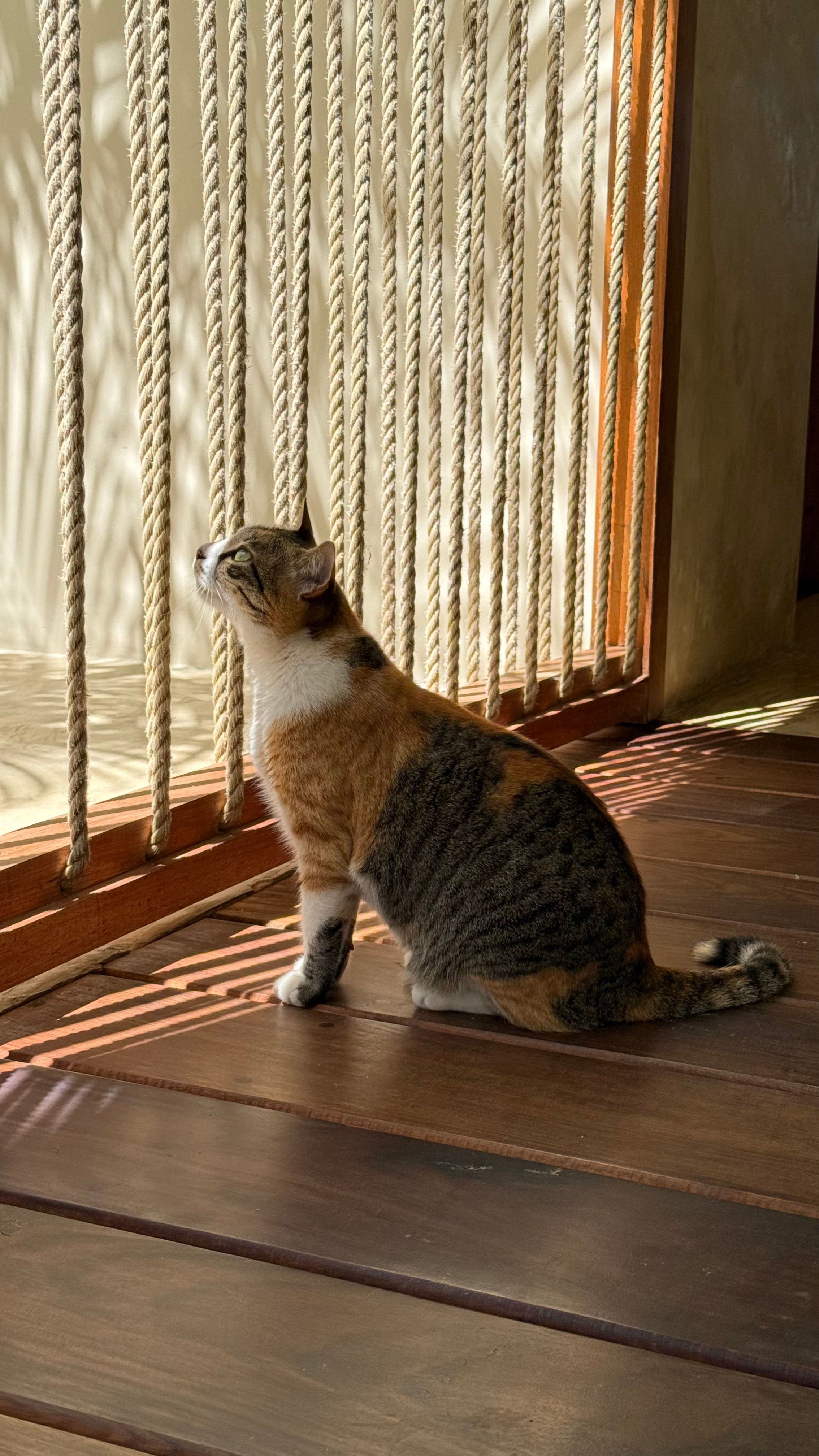 O gato da casa ao sol, no soalho de madeira.