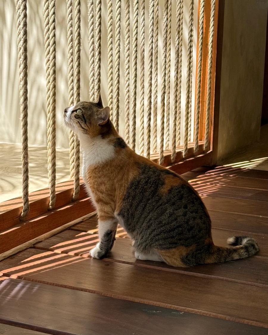 O gato da casa ao sol, no soalho de madeira.