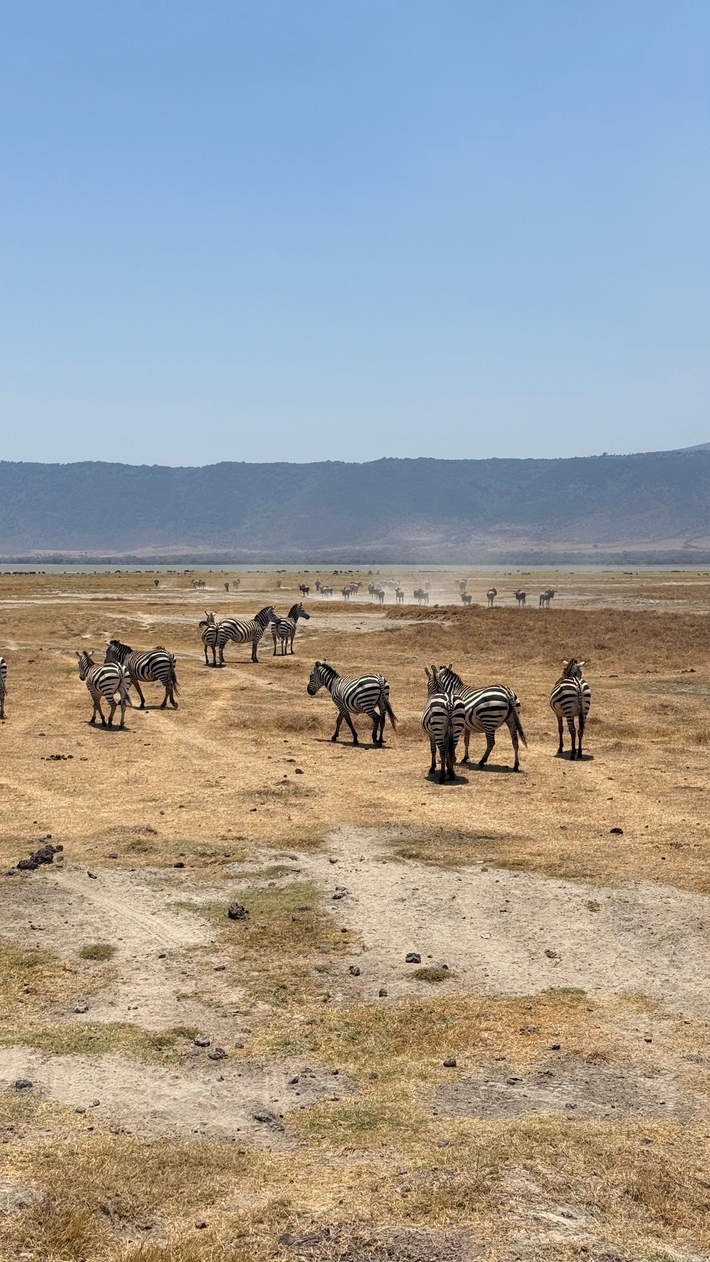 Zebras e gnus na savana.