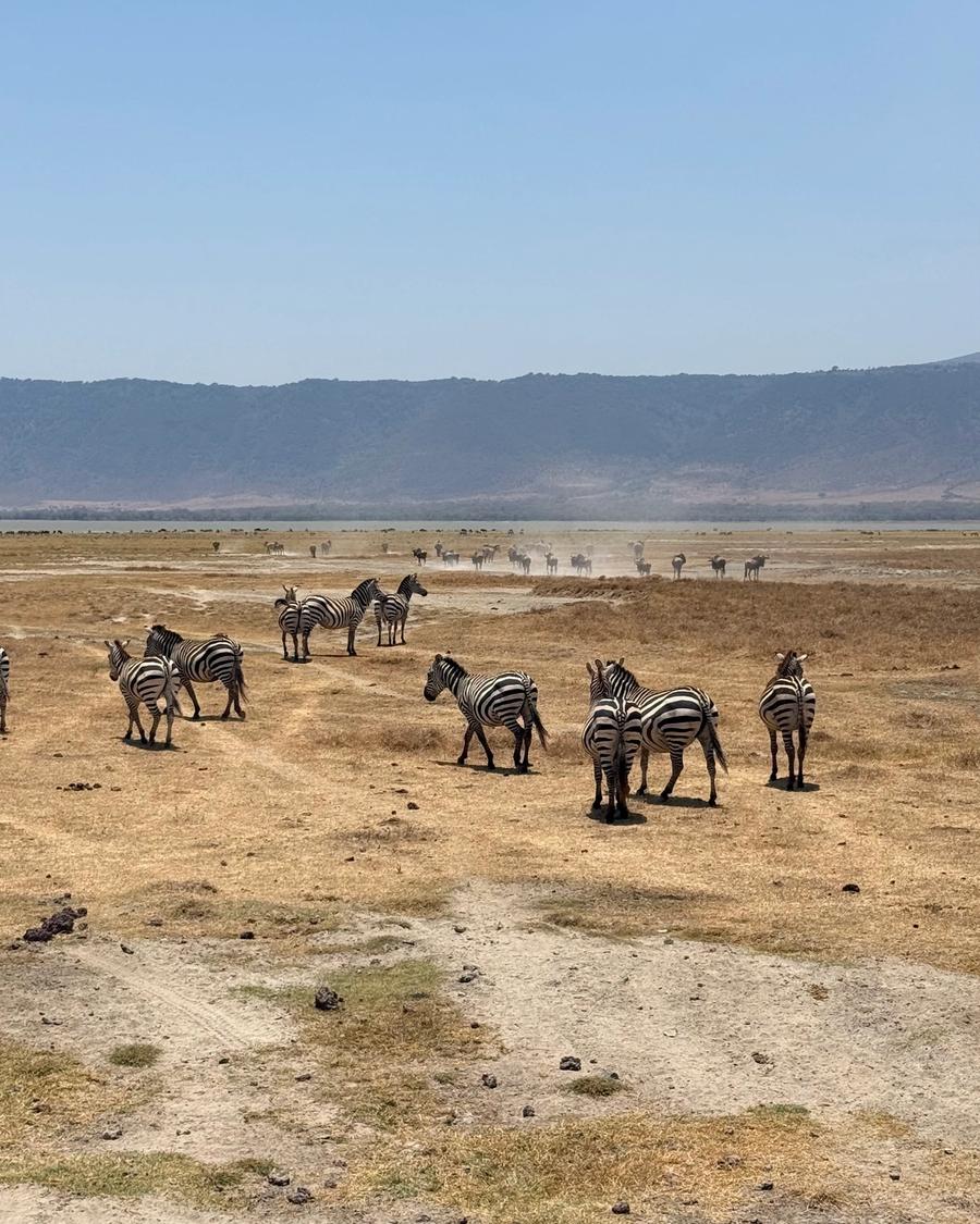 Zebras e gnus na savana.