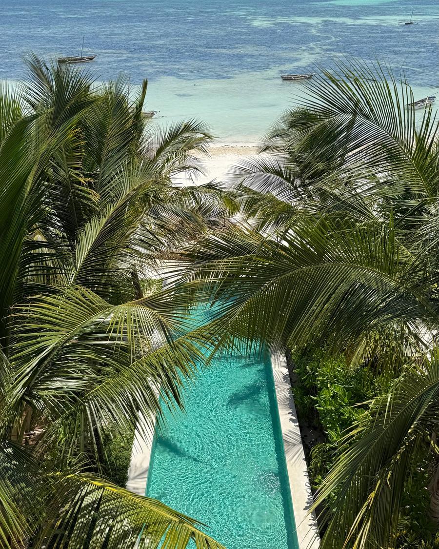 A piscina e as palmeiras vistas do terraço.