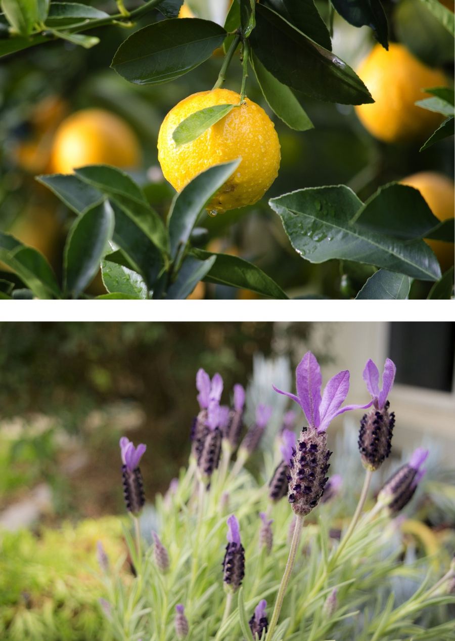 A lemon on the branch above a sprig of lavender in flower