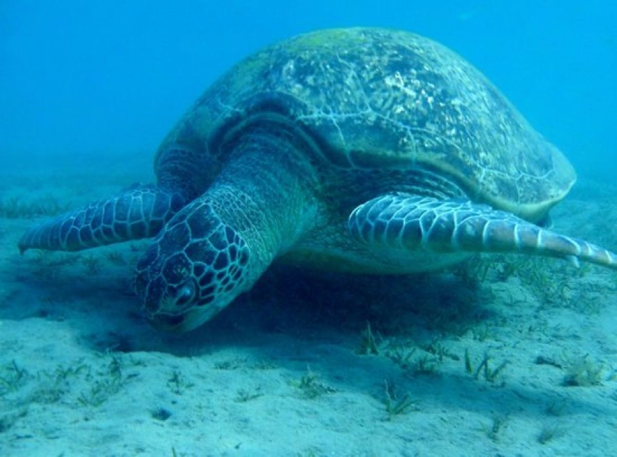 A green sea turtle resting on the sandy sea floor