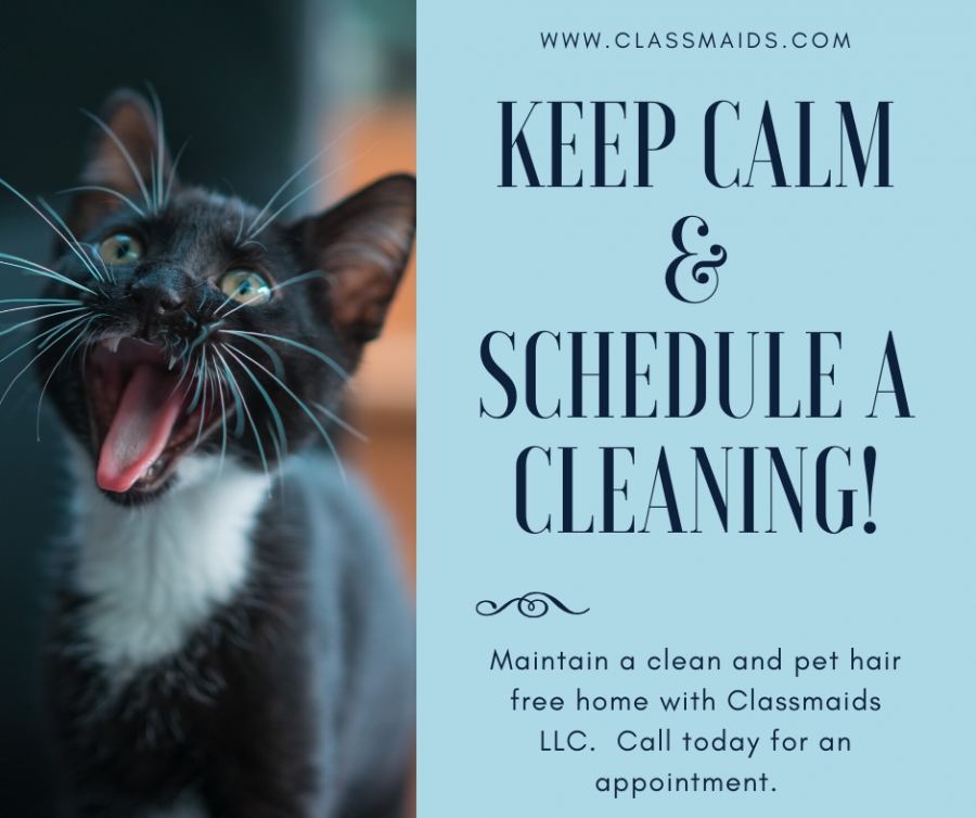 Graphic reading Keep Calm and Schedule a Cleaning beside a black and white kitten