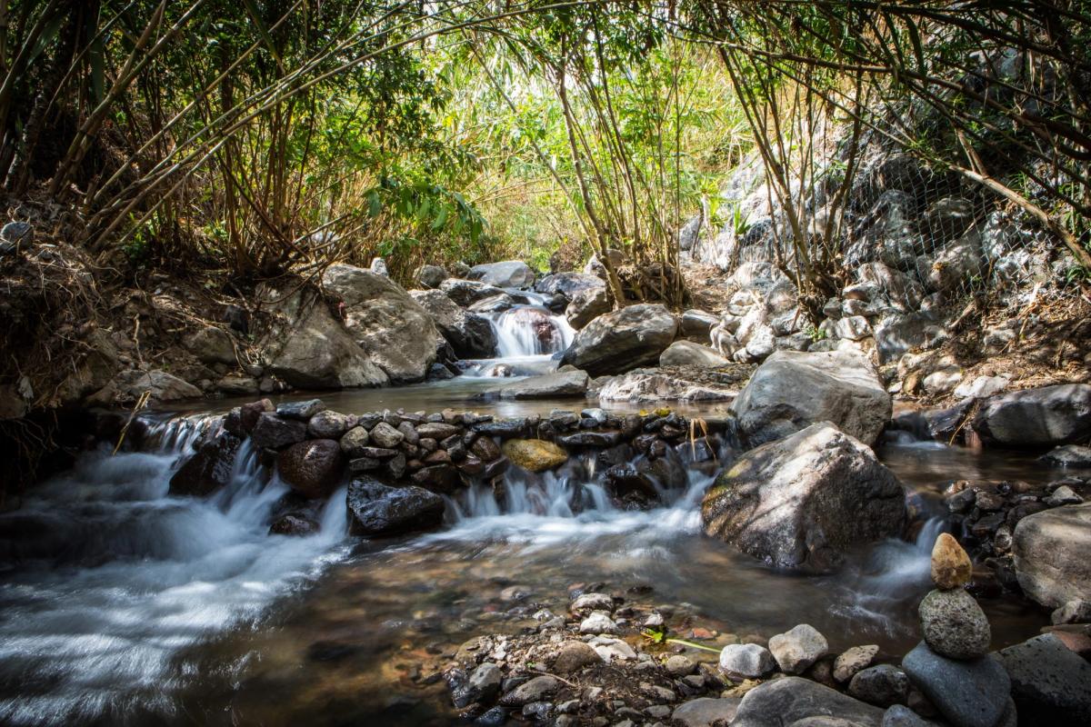 A stream moving through rocks and bamboo.