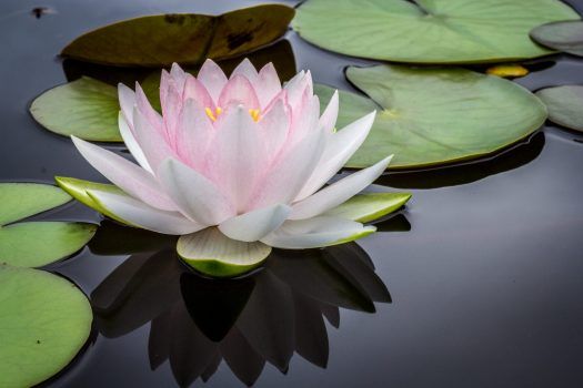 A lotus flower open on dark water.