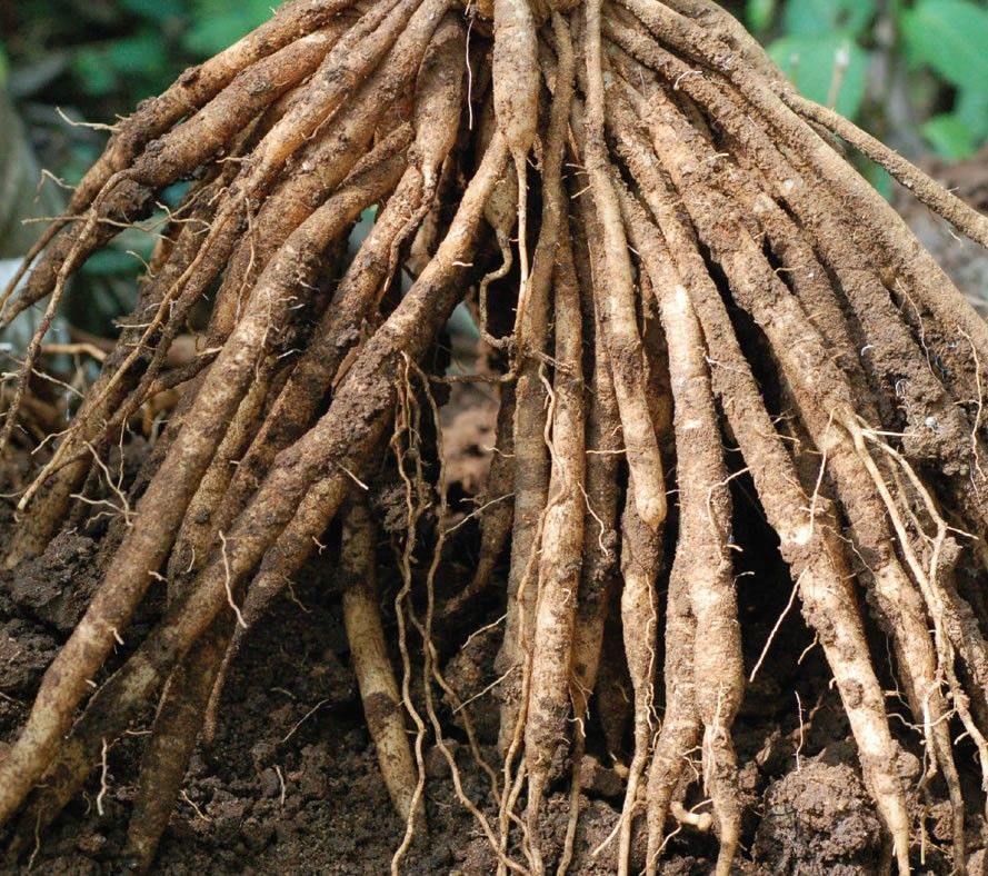 Fresh medicinal roots, the kind used in Ayurveda.