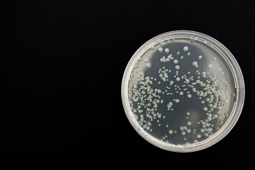 What is Candida? — Doron Yoga