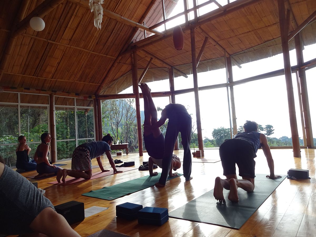 A class in downward-facing dog during a morning practice.