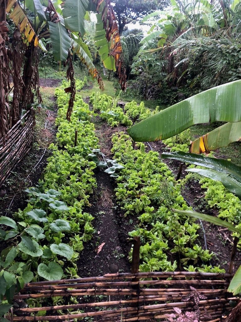 Rows of greens in a tended garden.