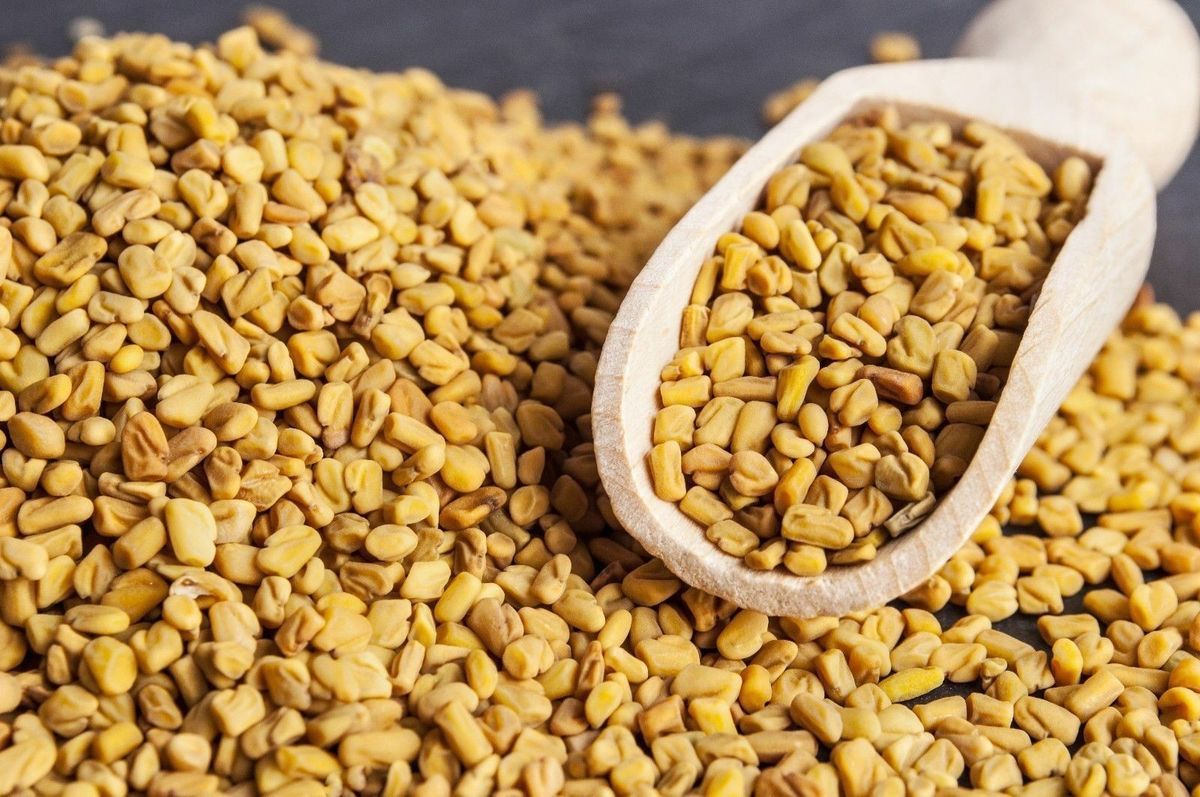 Fenugreek seeds, methi, one of the ayurvedic herbs for hair