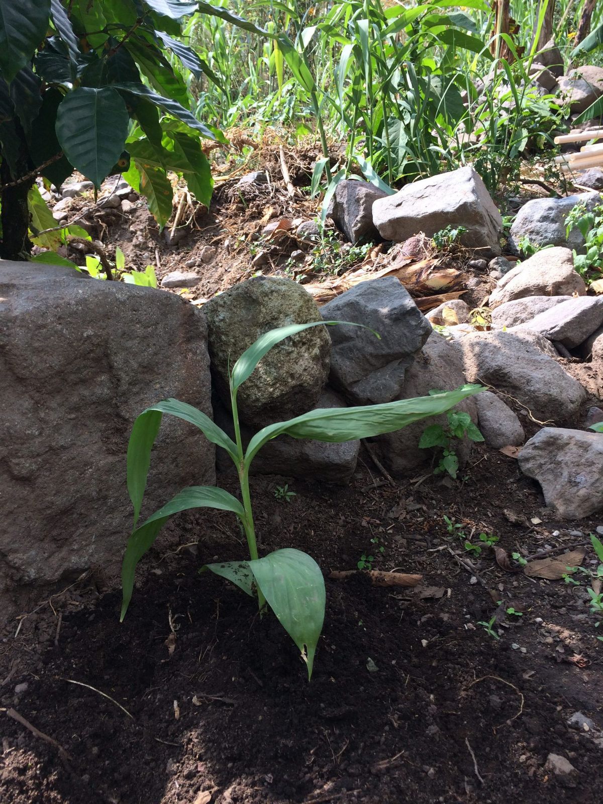 A young plant just coming up from the soil.