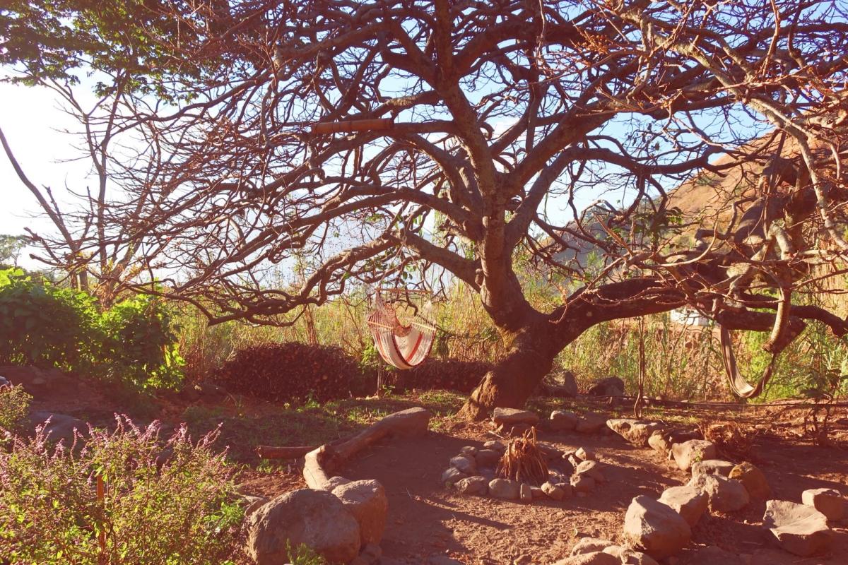 A hammock under a wide tree.