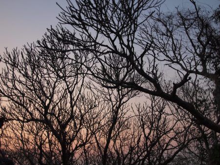 Bare tree branches against a fading sky.