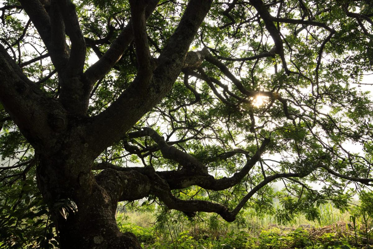 Sunlight through the branches of a living tree.