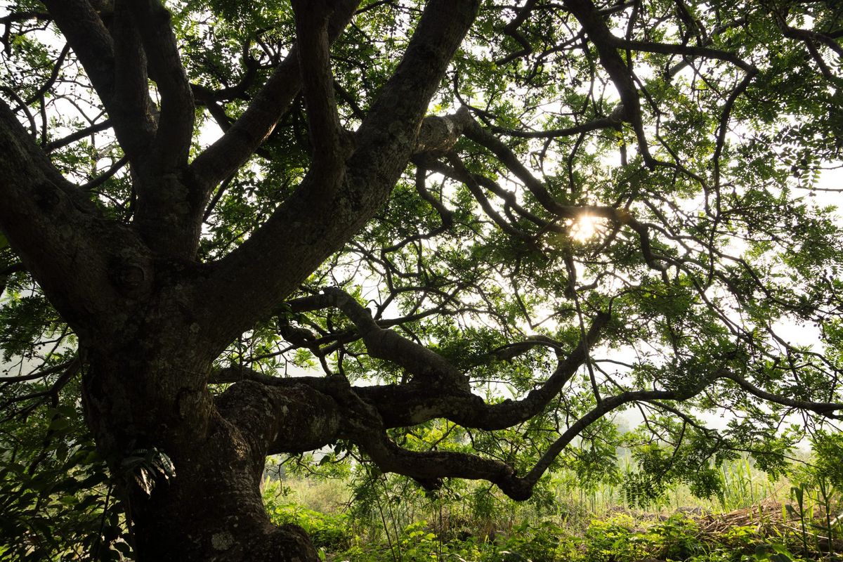 Sunlight through the branches of a living tree.