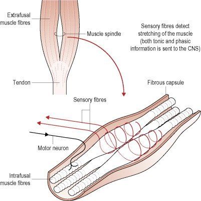 A diagram of a muscle spindle and sensory nerves.