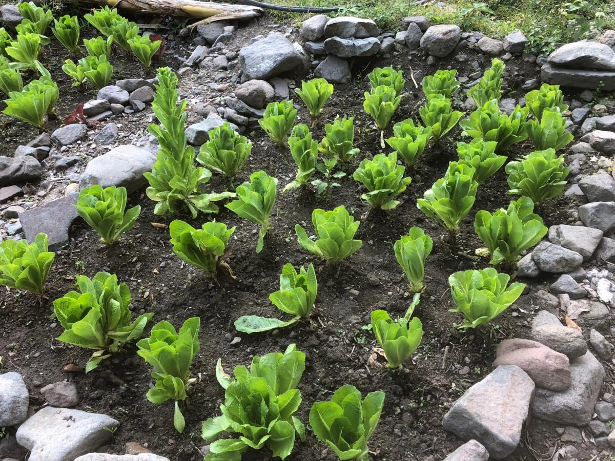 A vegetable garden growing in stone beds.