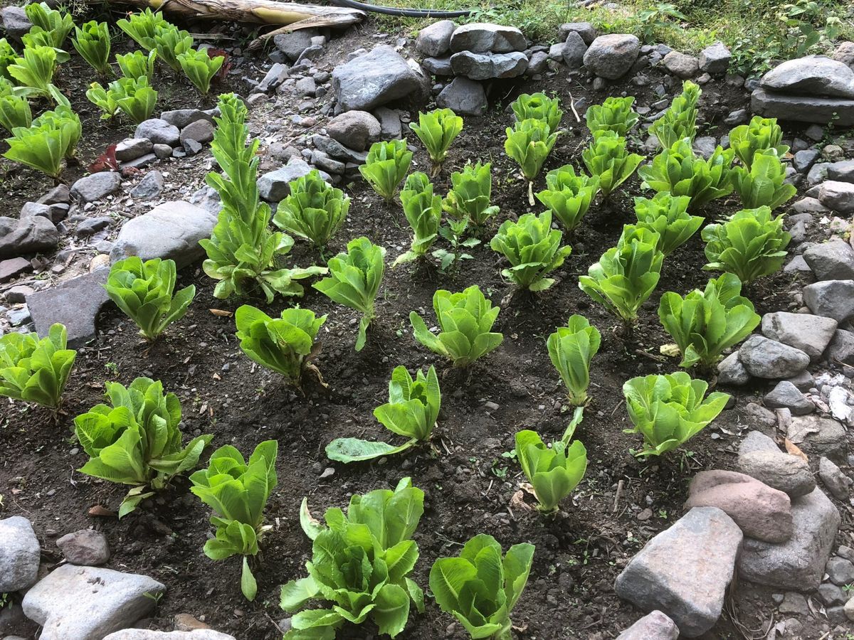 A vegetable garden growing in stone beds.